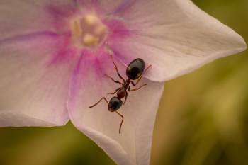 Four-Spotted Odorous Ant
