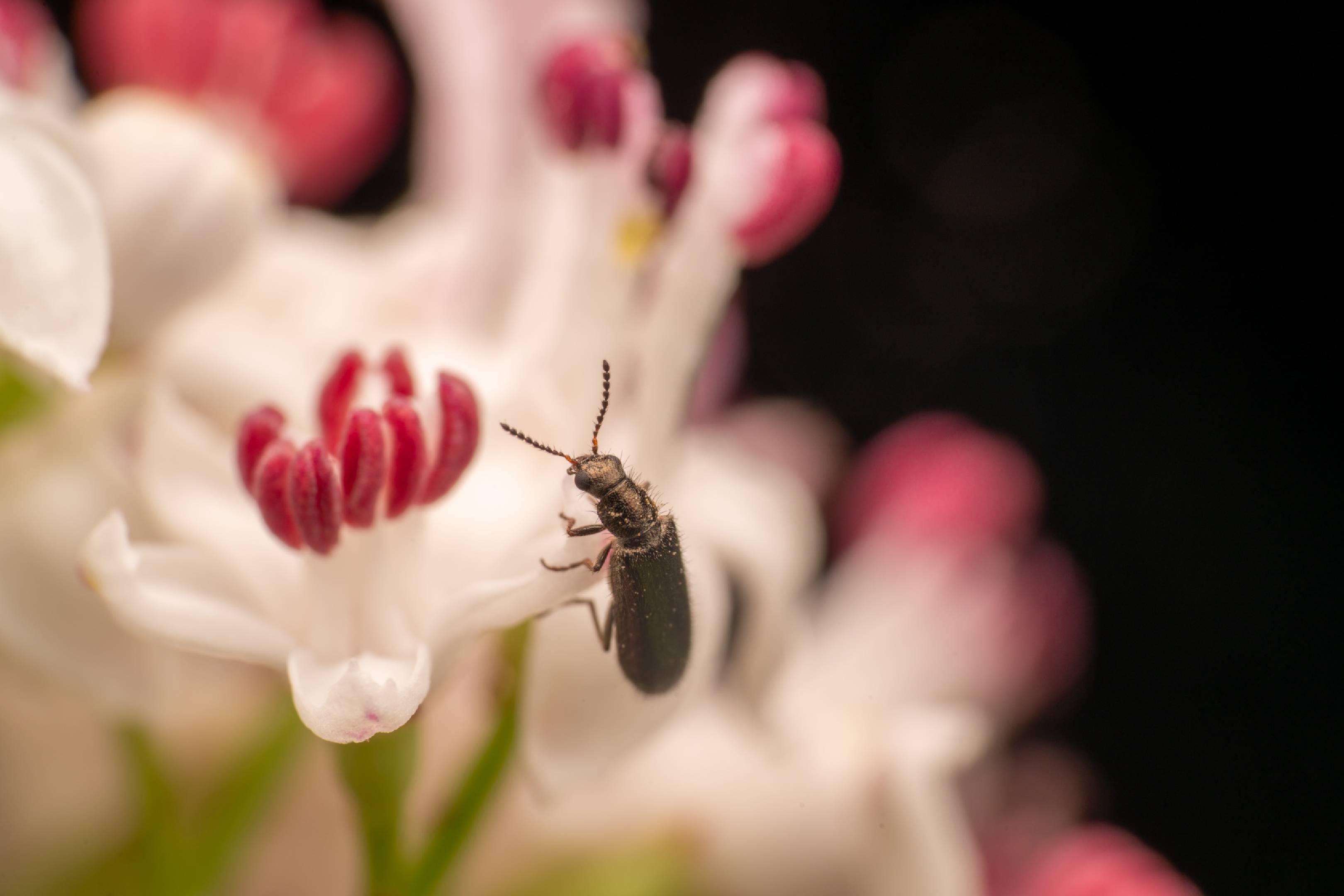 Dasytes plumbeus | Dasytes plumbeus