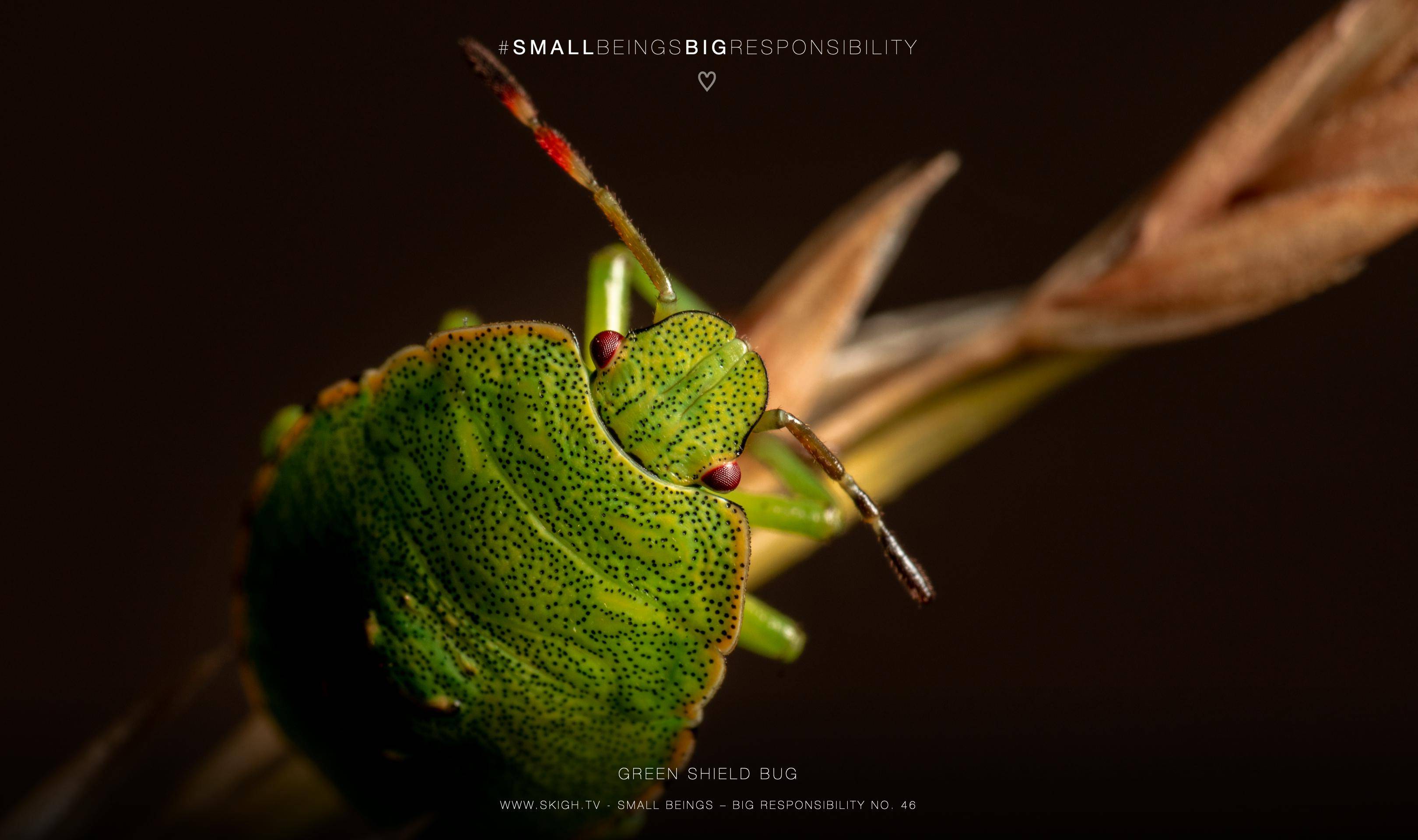 Green shield bug | 1/200s * f14 * ISO 160 * 90mm - FE 90mm F2.8 Macro G OSS - Sony α7R III Green shield bug
