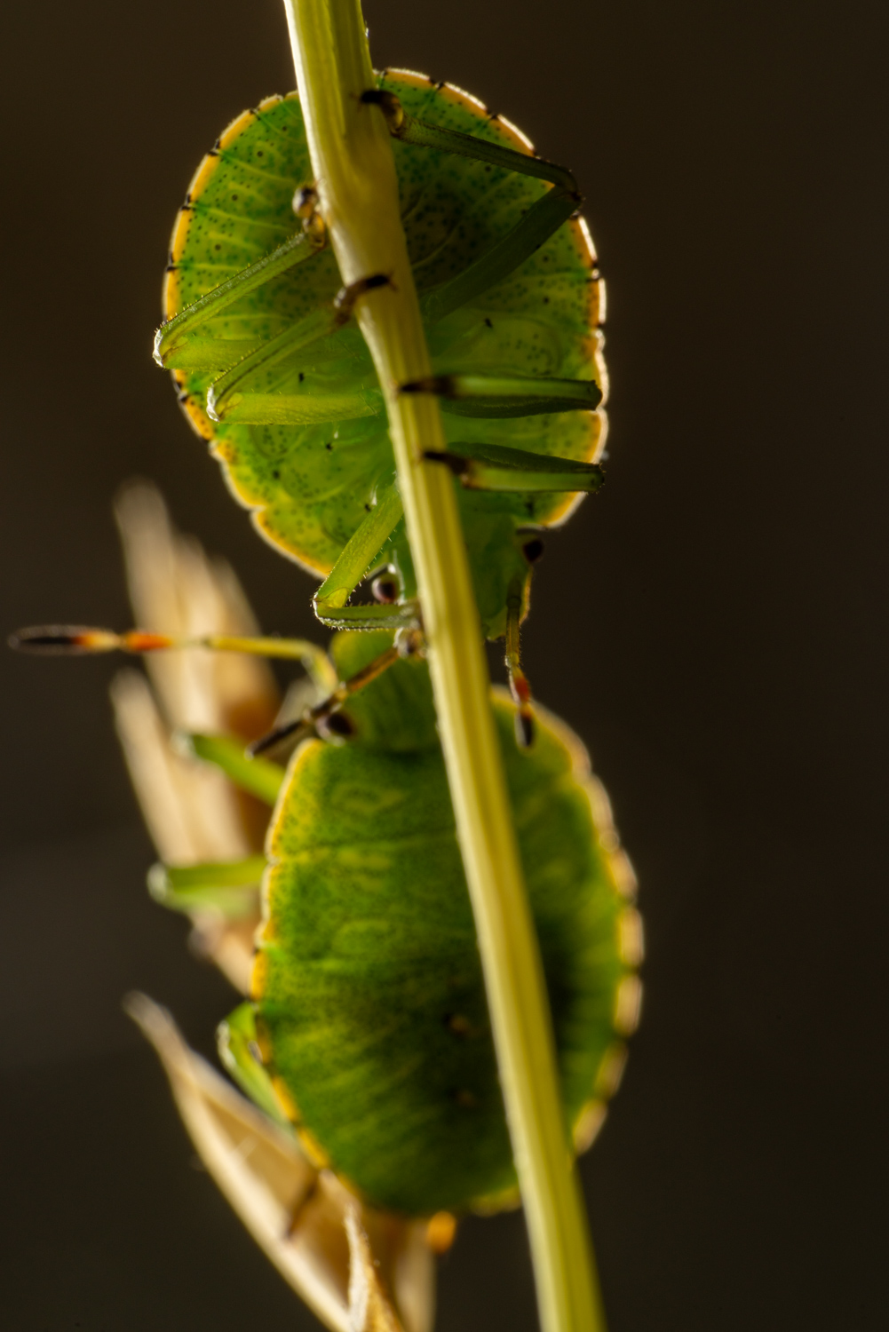 Green shield bug | 1/200s * f14 * ISO 160 * 90mm - FE 90mm F2.8 Macro G OSS - Sony α7R III Green shield bug
