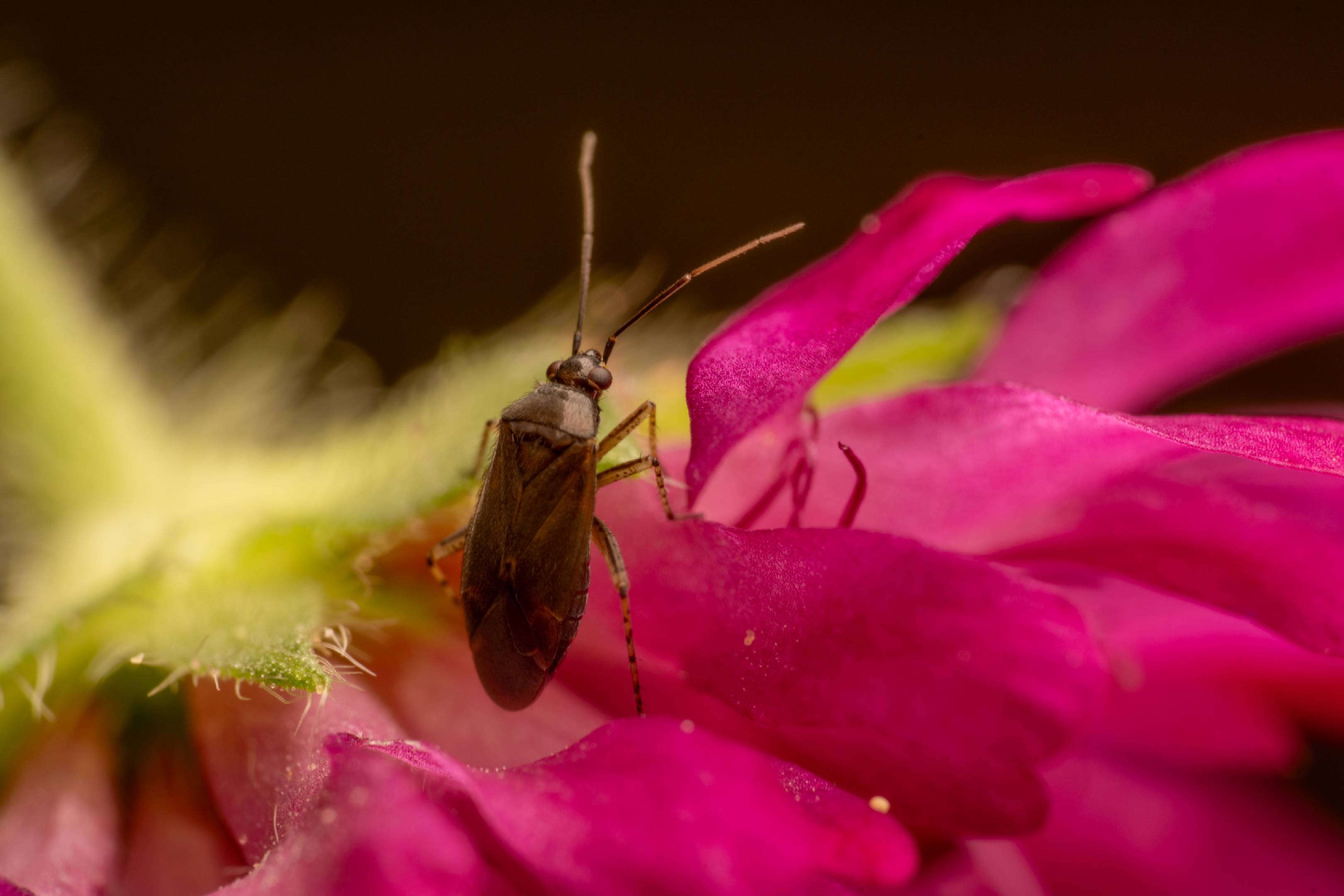 Common Nettle Flower Bug | Common Nettle Flower Bug