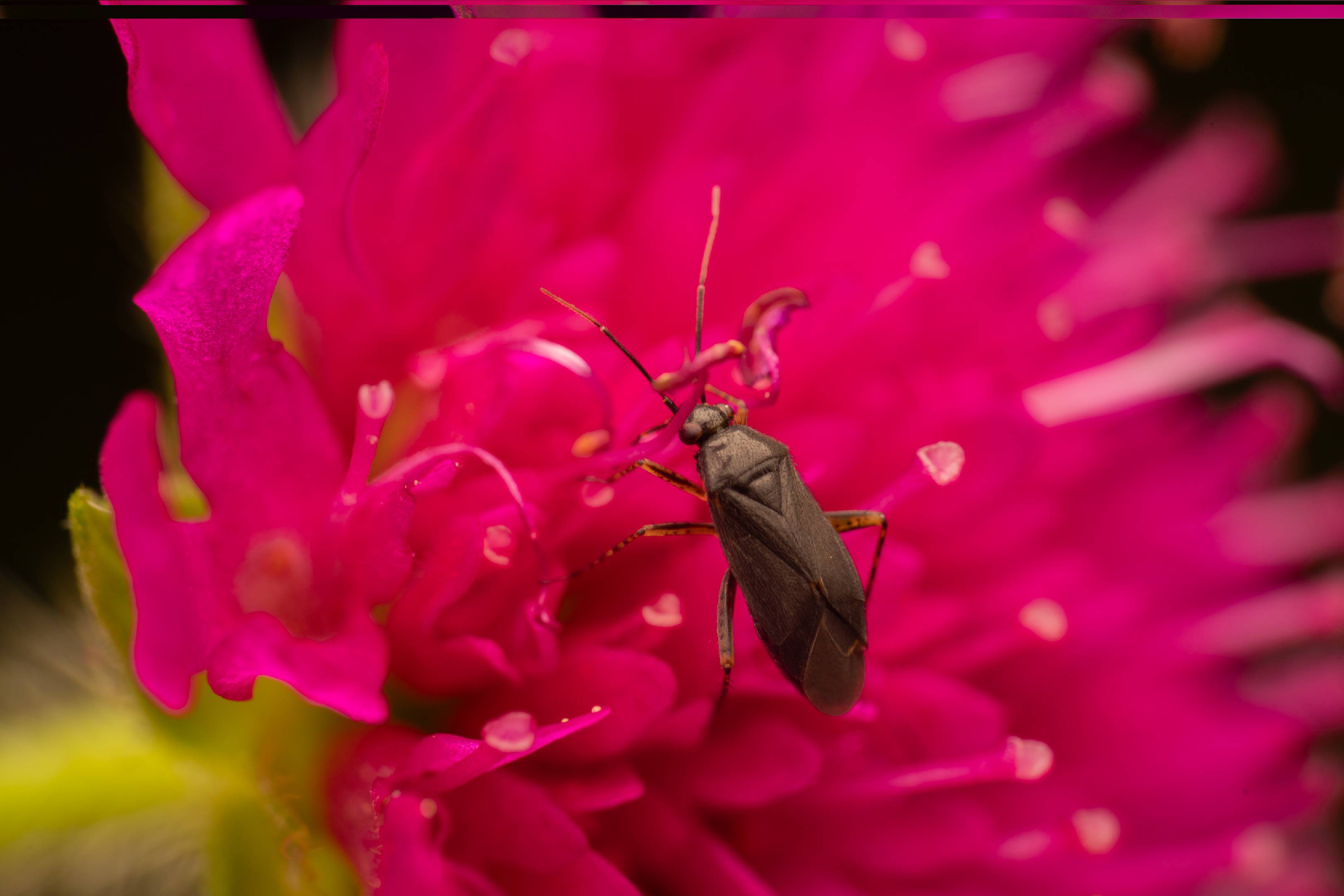 Common Nettle Flower Bug | Common Nettle Flower Bug