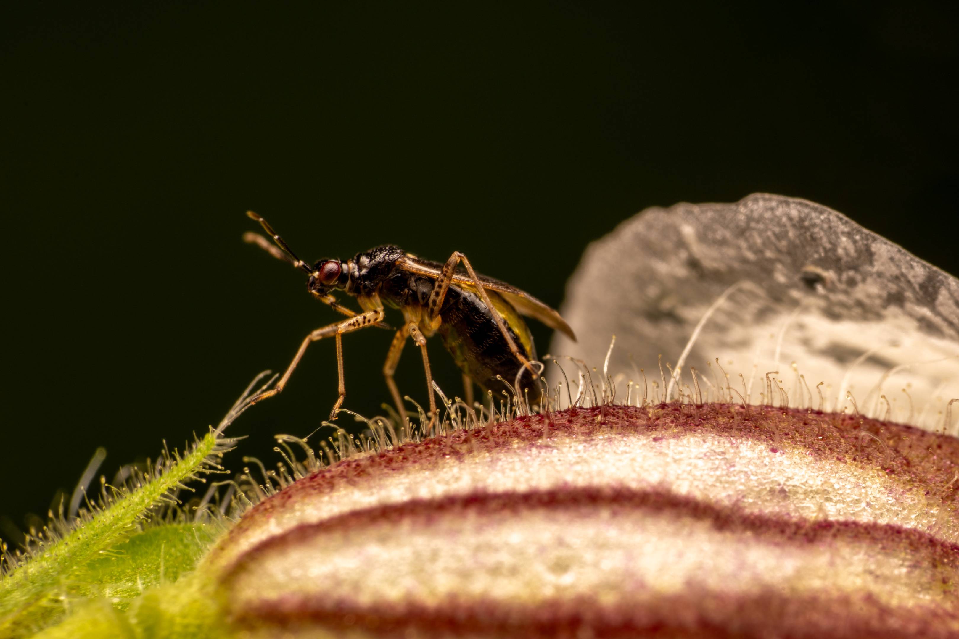 Common Nettle Flower Bug | Common Nettle Flower Bug