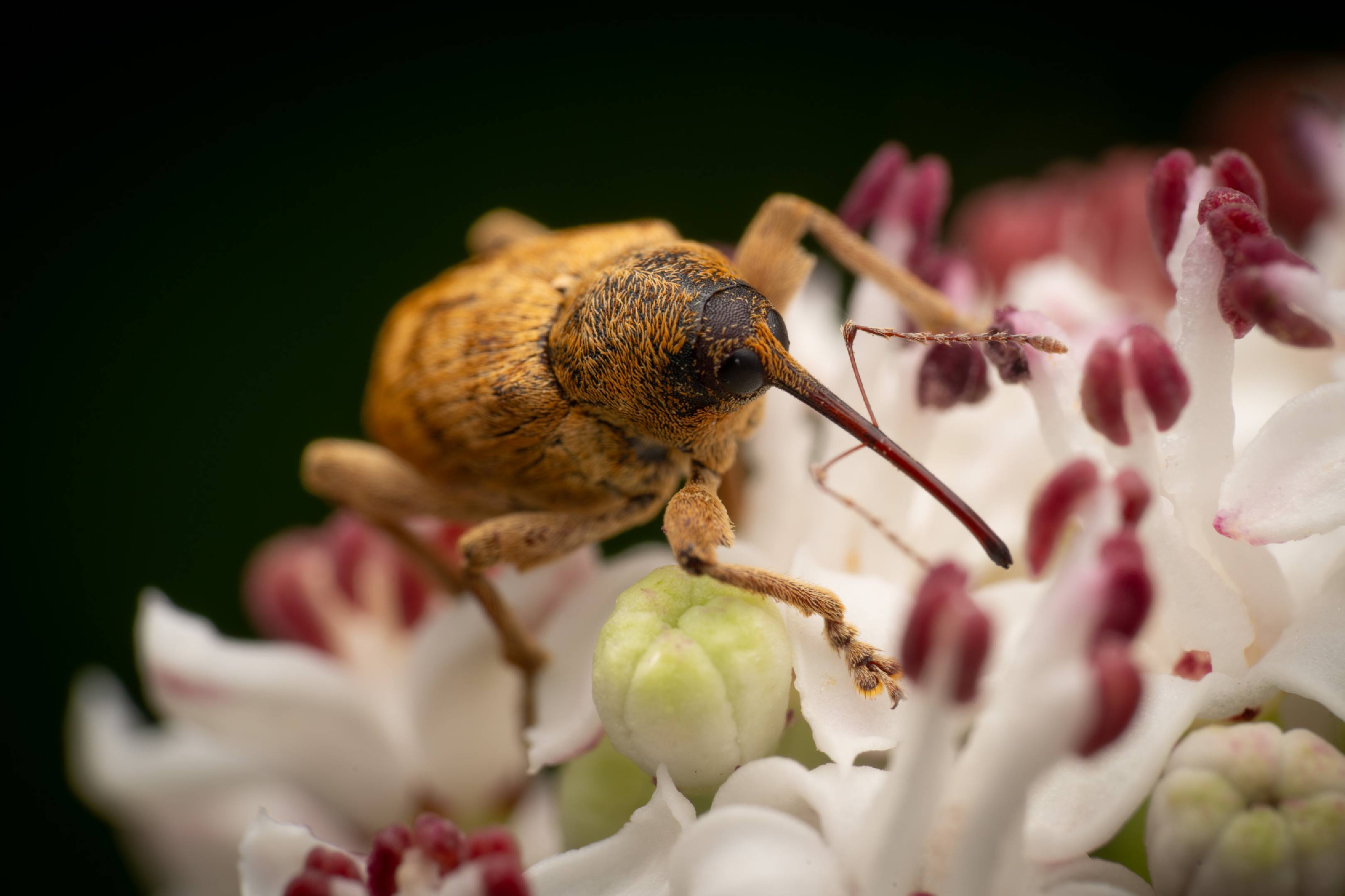acorn weevil | acorn weevil