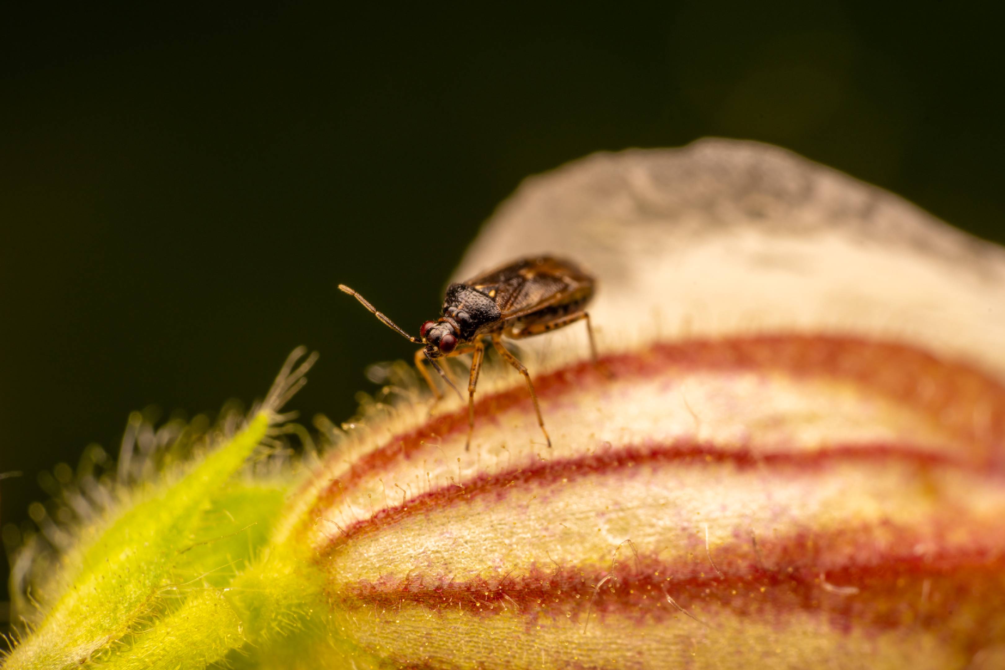 Common Nettle Flower Bug | Common Nettle Flower Bug
