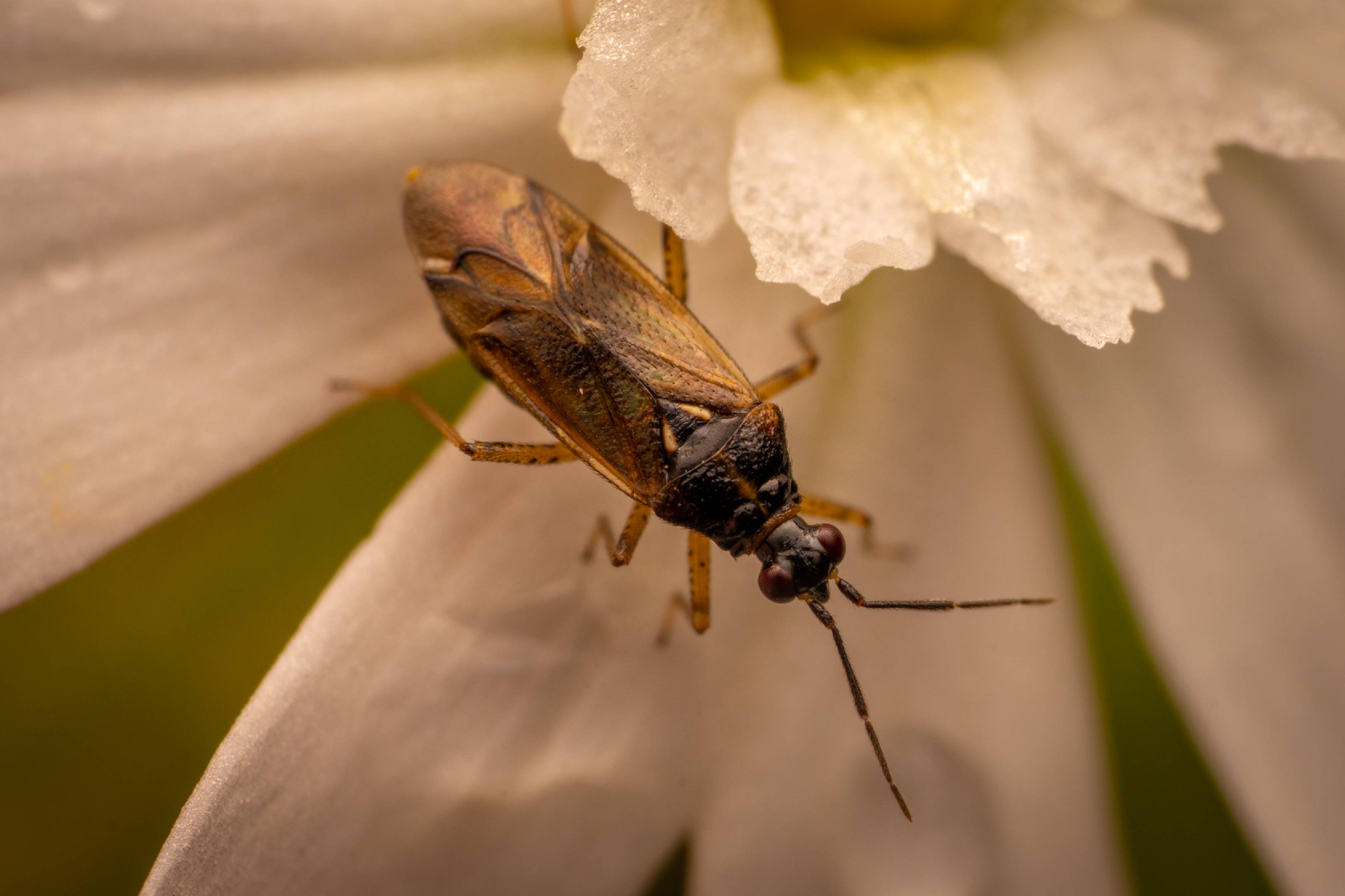 Common Nettle Flower Bug | Common Nettle Flower Bug