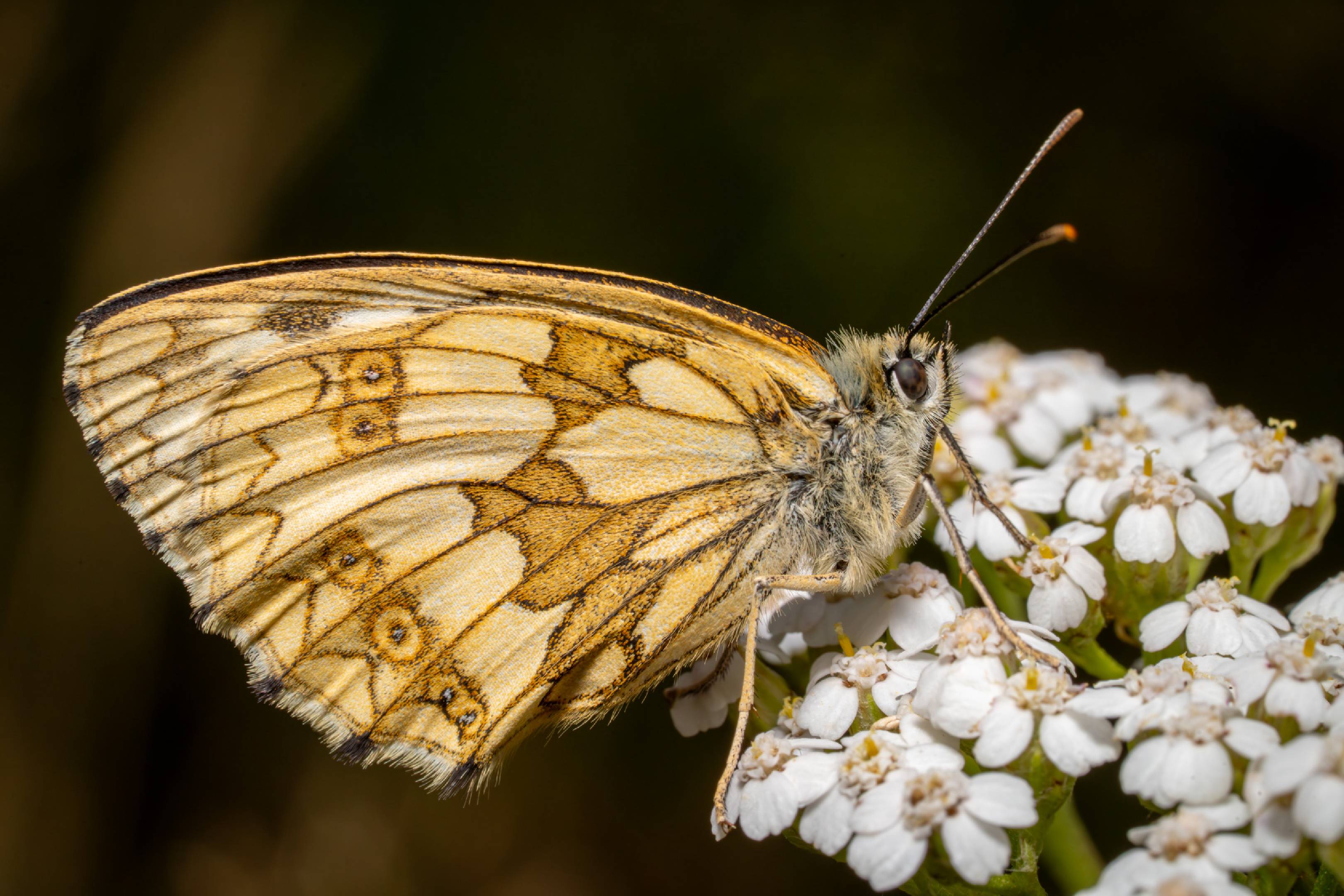 Marbled White | Marbled White