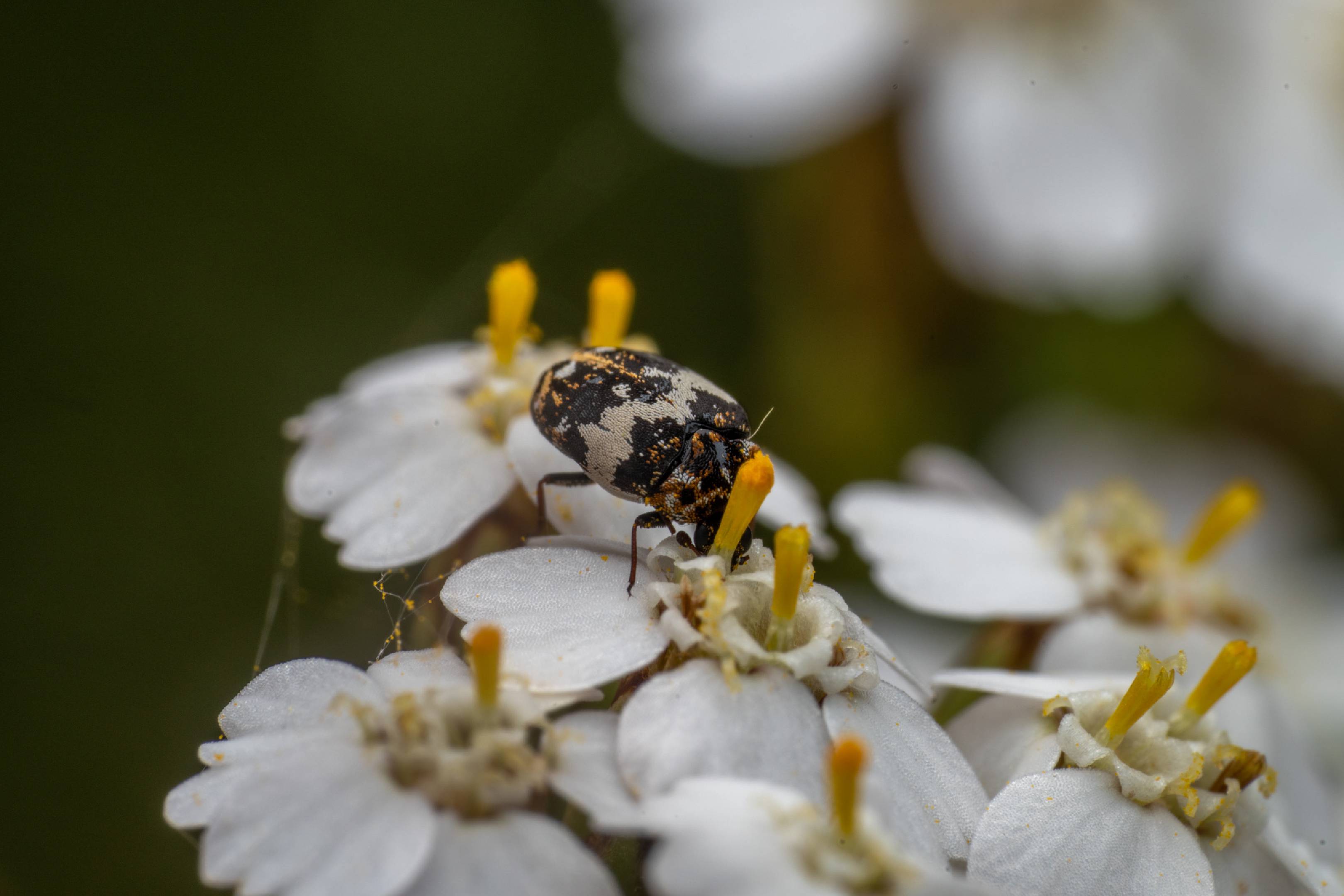 Common Carpet Beetle | Common Carpet Beetle