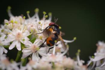 Tachinid Flies