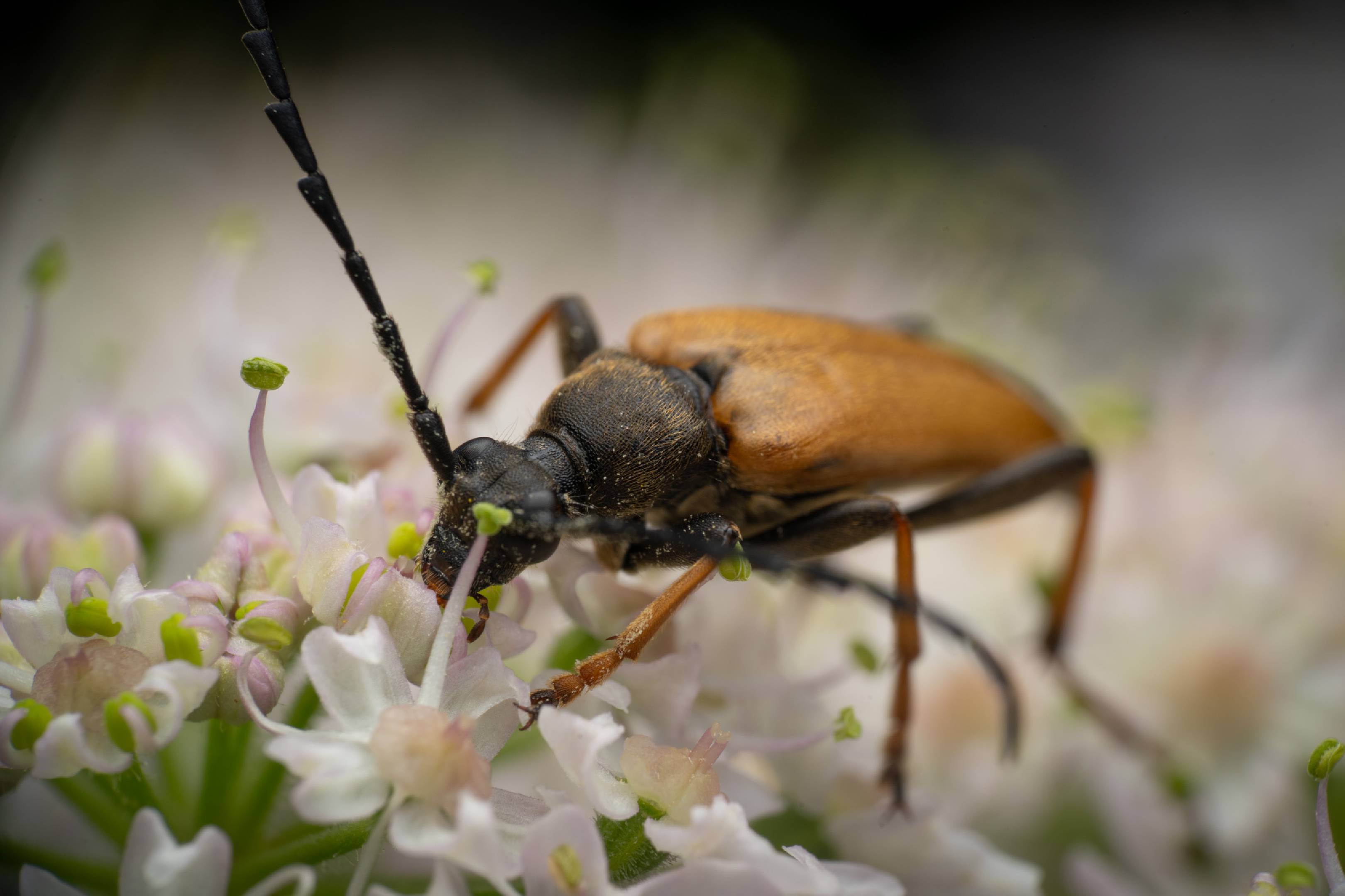 Red Pine Longhorn Beetle | Red Pine Longhorn Beetle