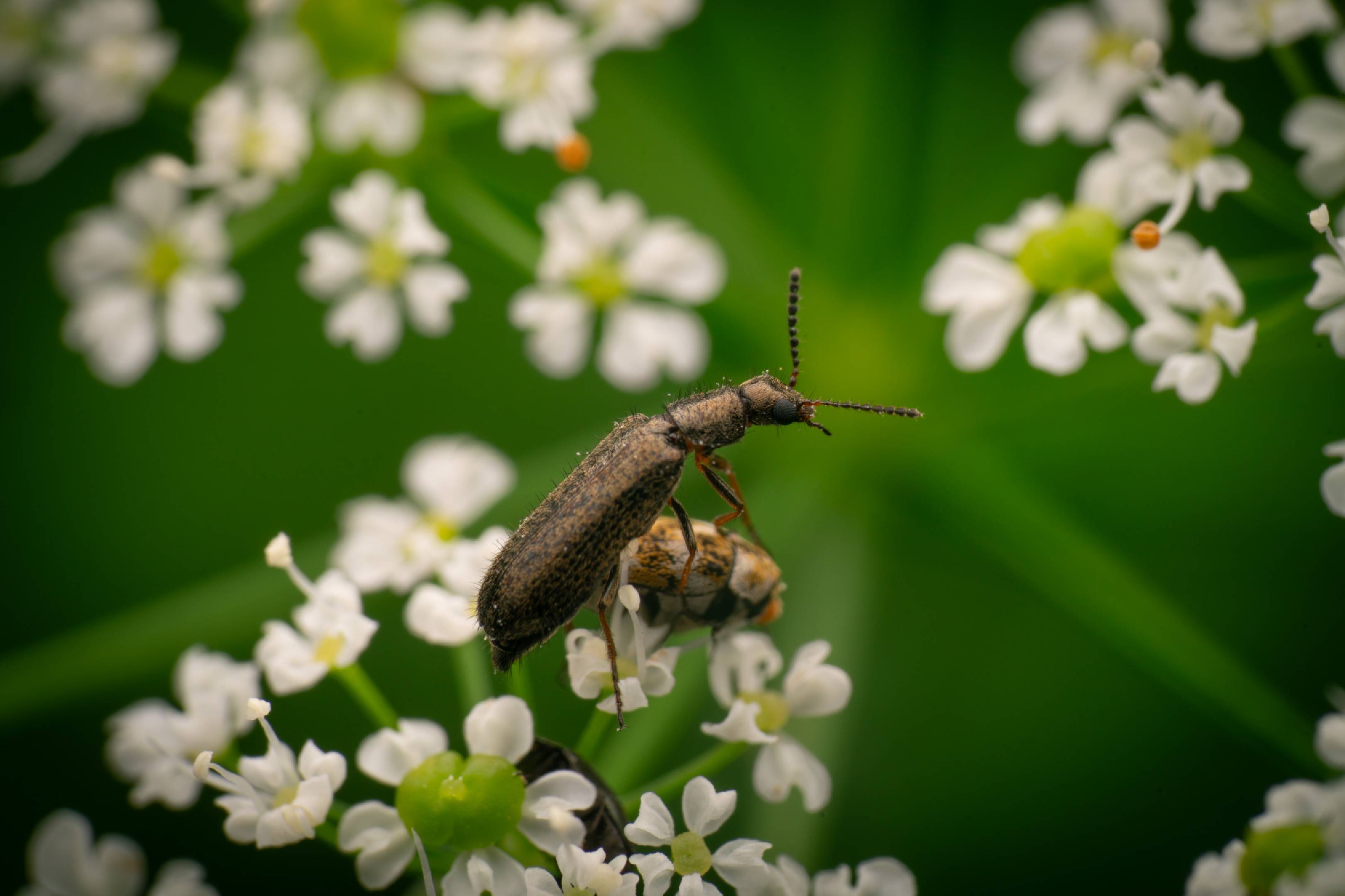 Dasytes plumbeus | Dasytes plumbeus