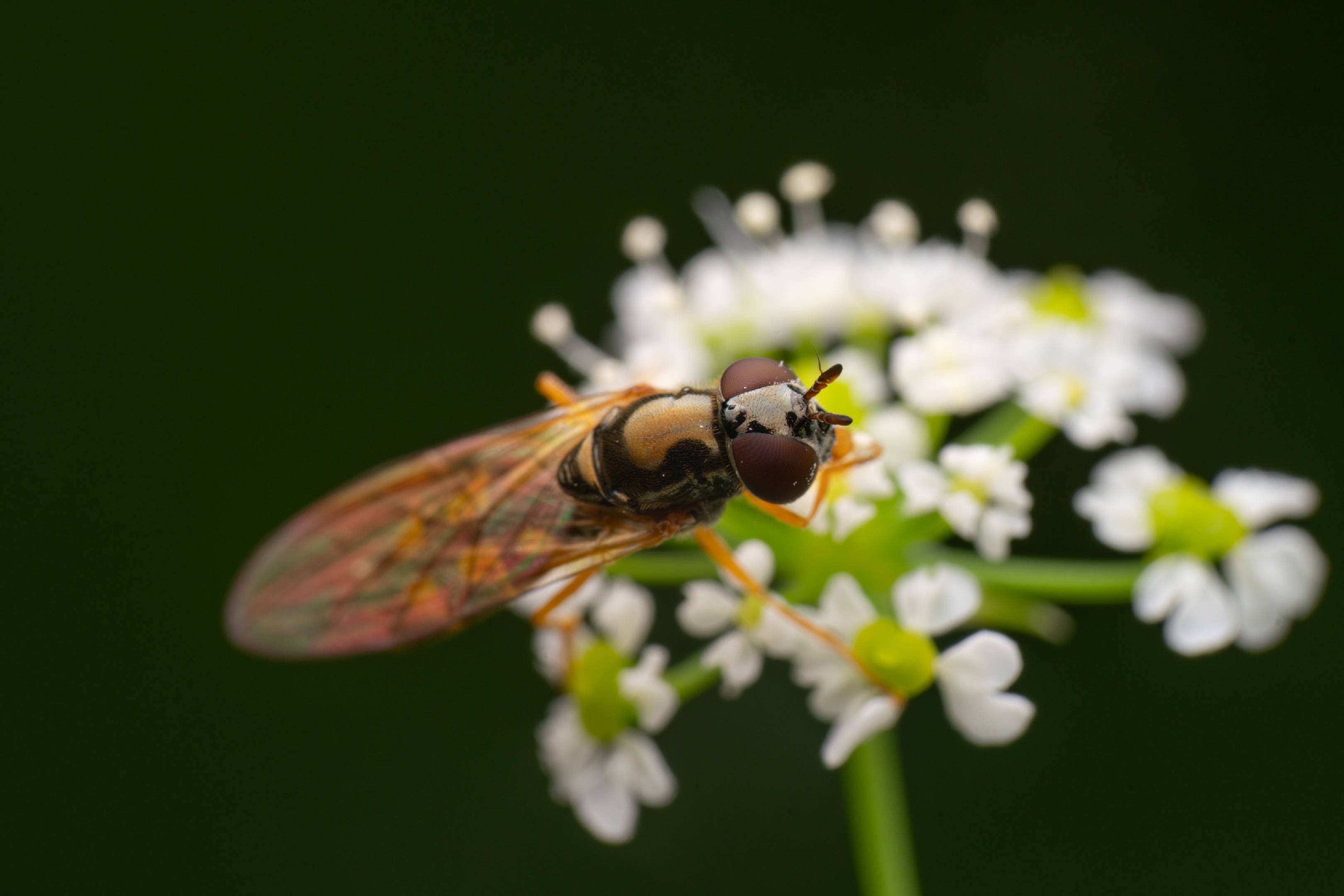 Variable Duskyface Fly | Variable Duskyface Fly