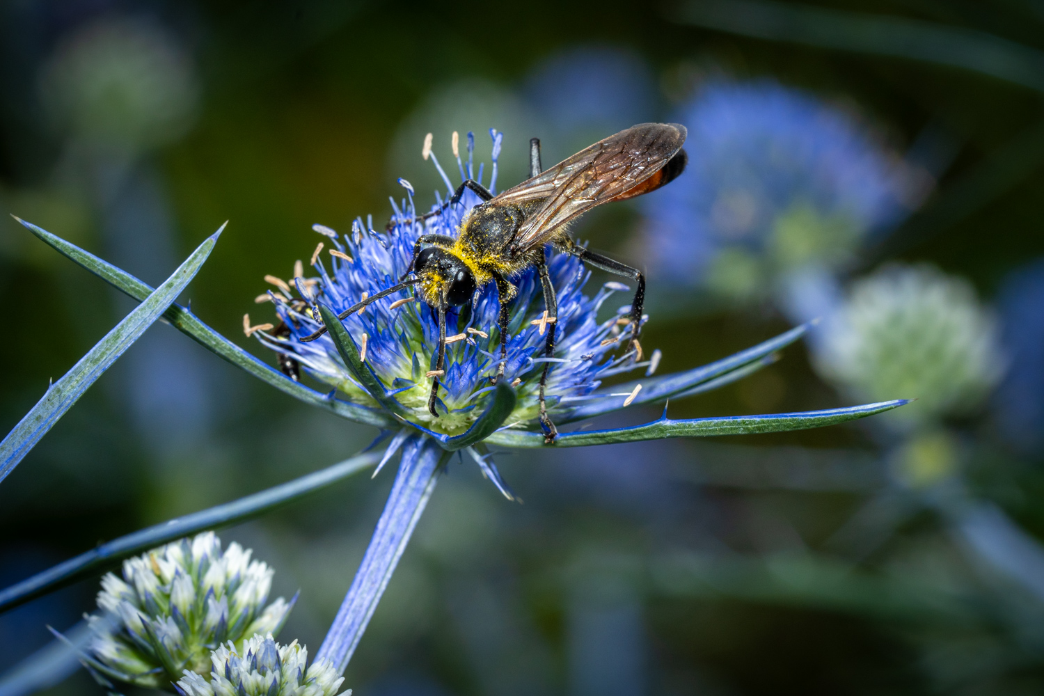 Golden digger wasp | 1/200s * f13 * ISO 400 * 90mm - FE 90mm F2.8 Macro G OSS - Sony α7R V Golden digger wasp
