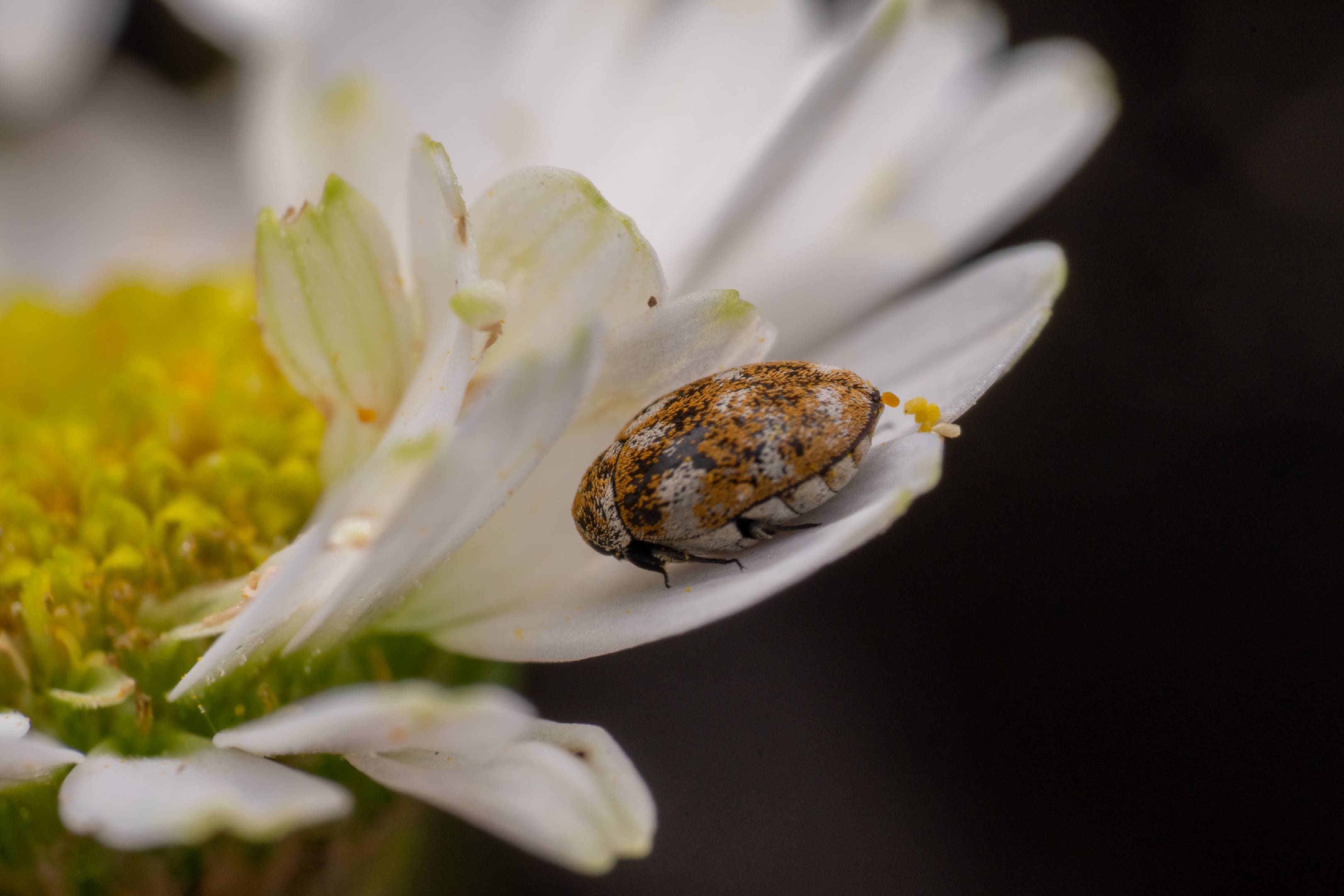 Varied Carpet Beetle | Varied Carpet Beetle