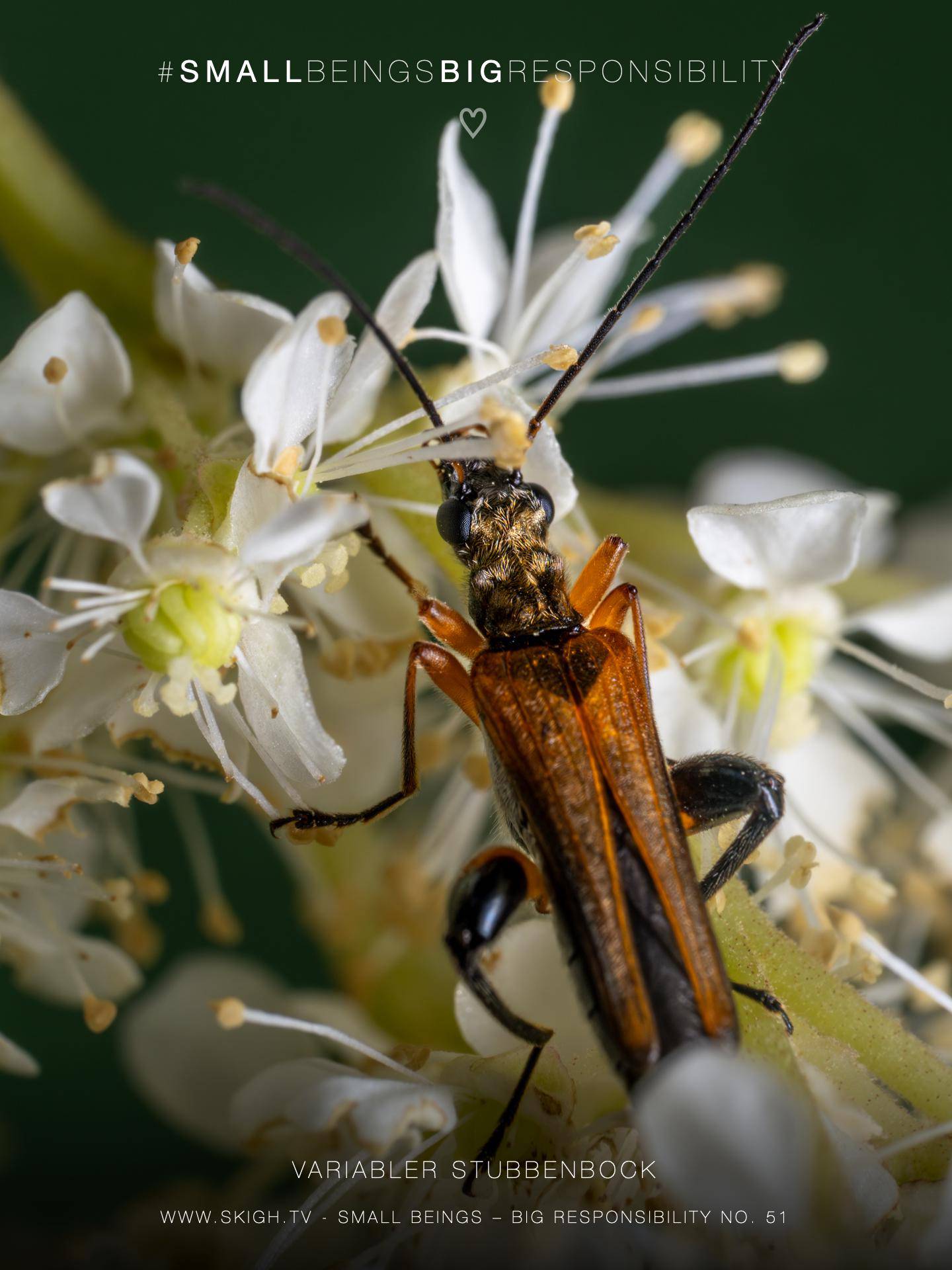 Variabler Stubbenbock | 1/250s * f16 * ISO 400 * 90mm - FE 90mm F2.8 Macro G OSS - Sony α7R V Variabler Stubbenbock