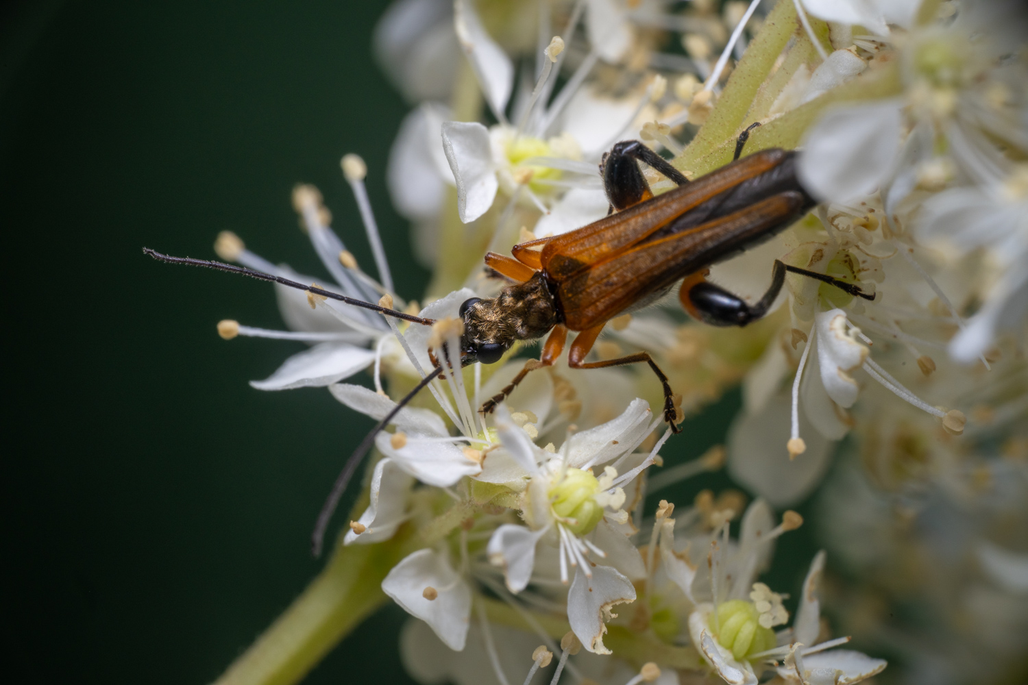 Variabler Stubbenbock | 1/250s * f16 * ISO 400 * 90mm - FE 90mm F2.8 Macro G OSS - Sony α7R V Variabler Stubbenbock
