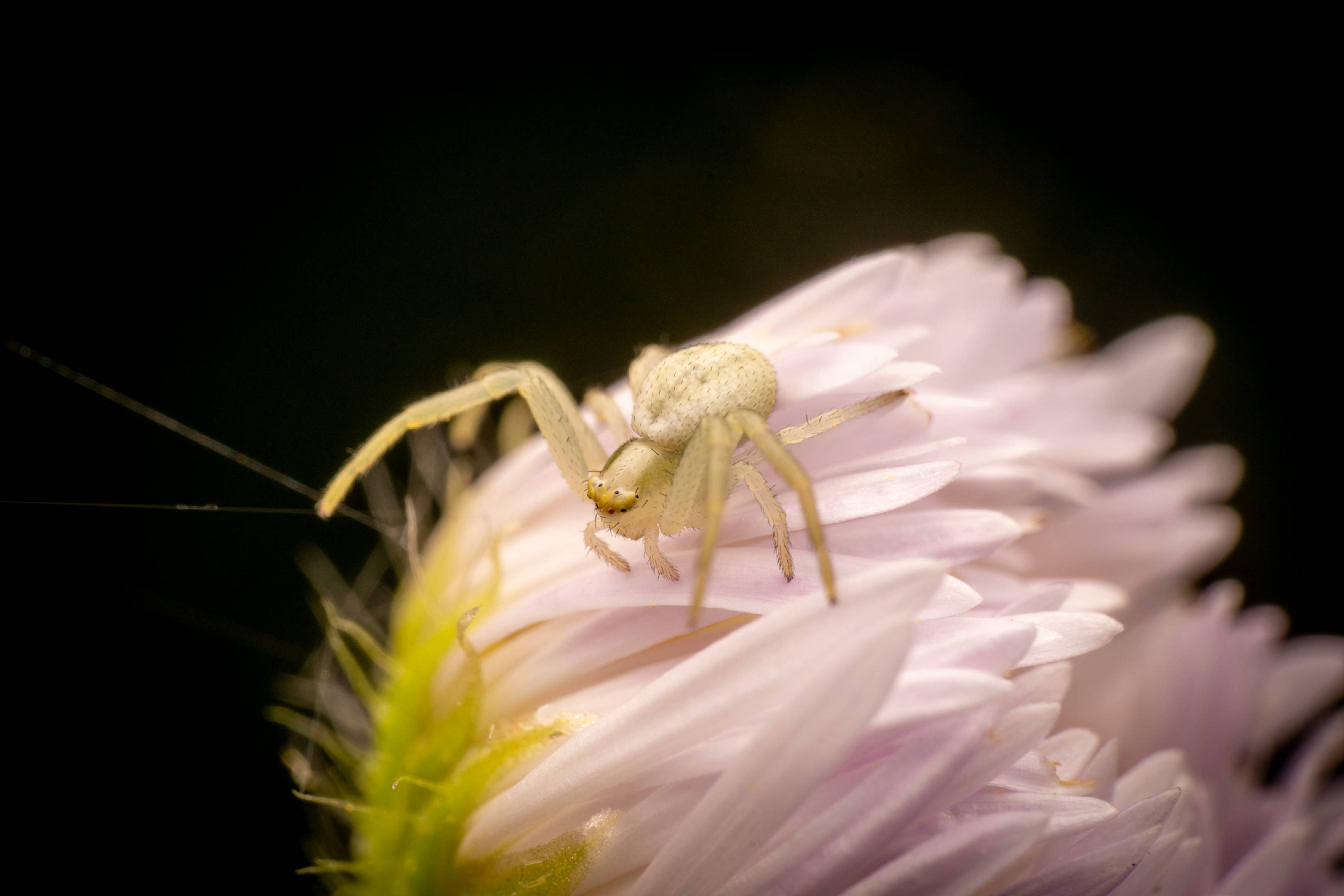 Goldenrod Crab Spider | Goldenrod Crab Spider