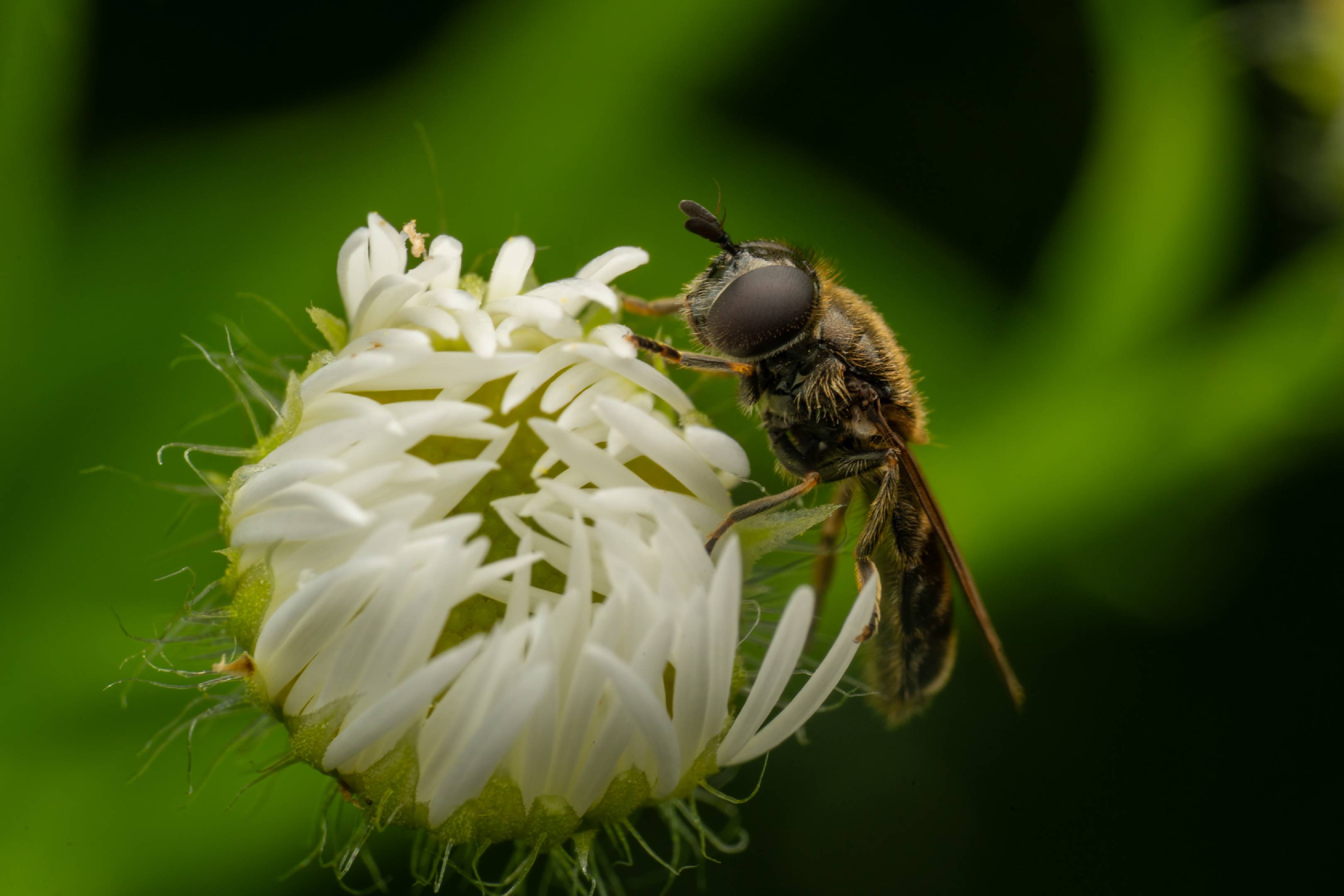 Hover Flies | Hover Flies