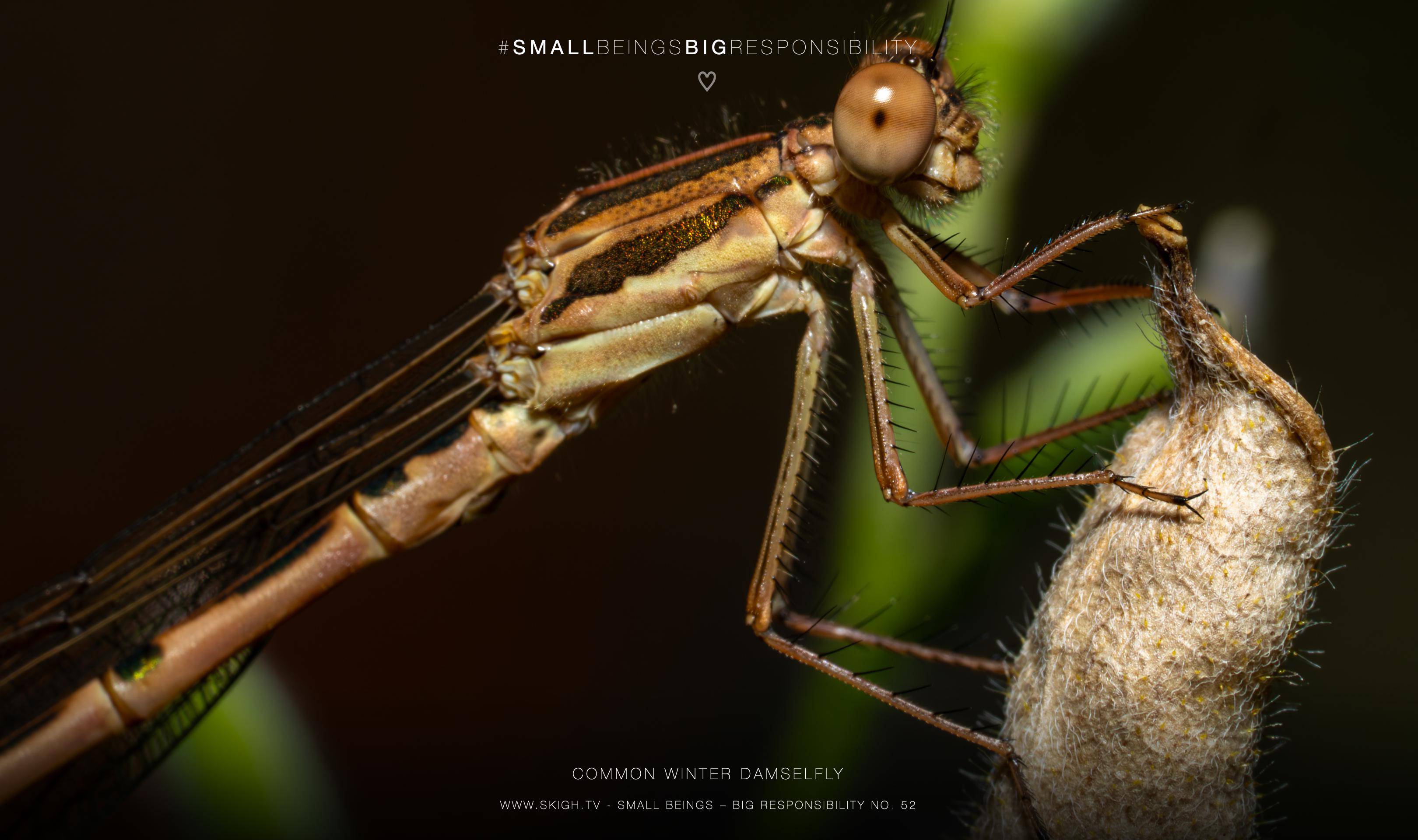 Common winter damselfly | 1/250s * f14 * ISO 400 * 90mm - FE 90mm F2.8 Macro G OSS - Sony α7R V Common winter damselfly
