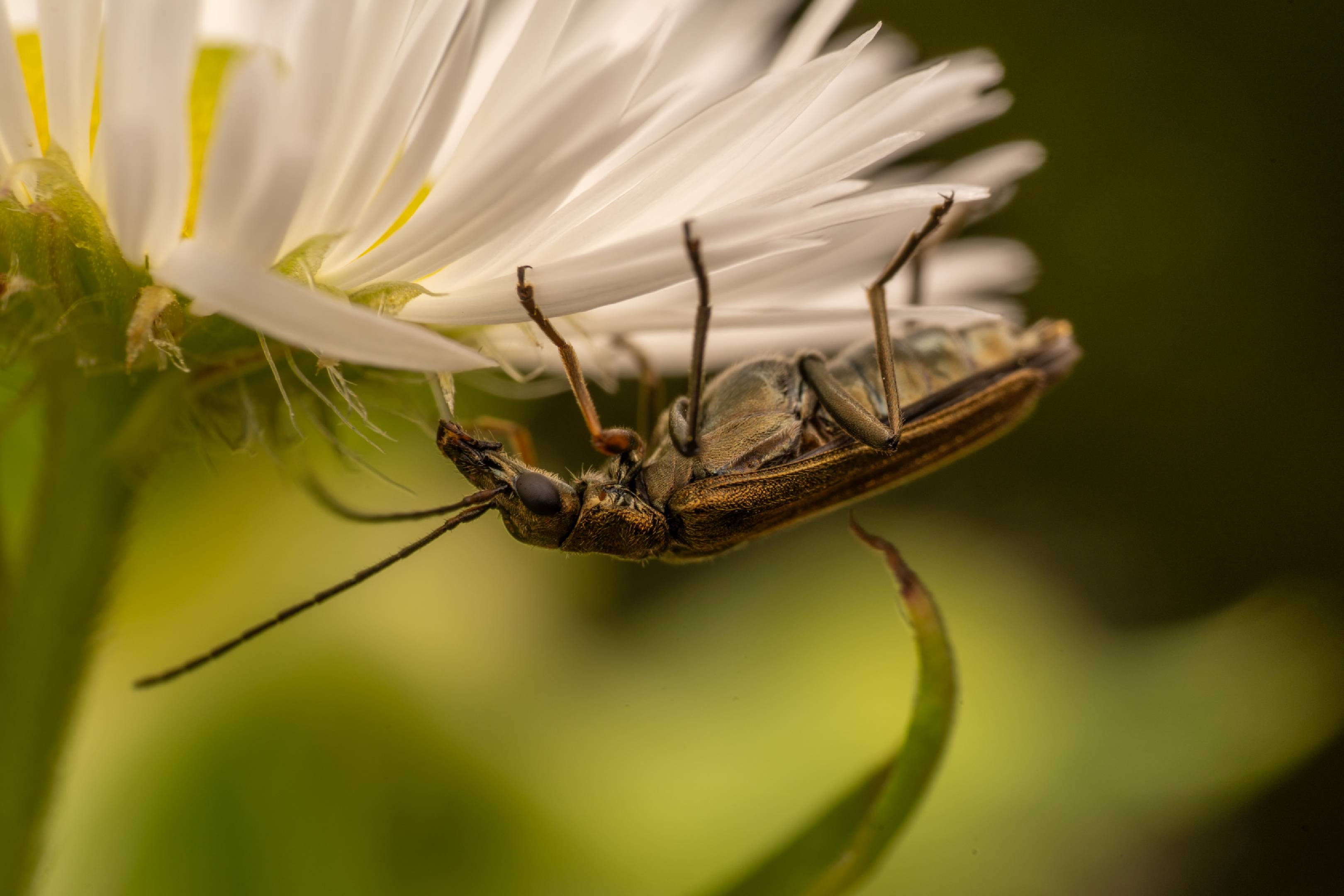 Yellow-legged Thick-legged Flower Beetle | Yellow-legged Thick-legged Flower Beetle