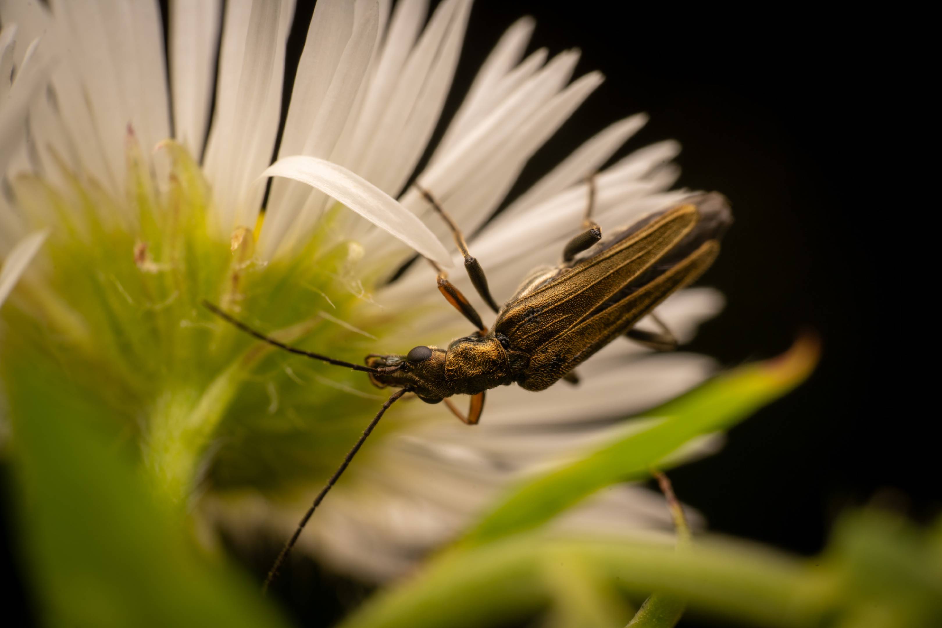 Yellow-legged Thick-legged Flower Beetle | Yellow-legged Thick-legged Flower Beetle