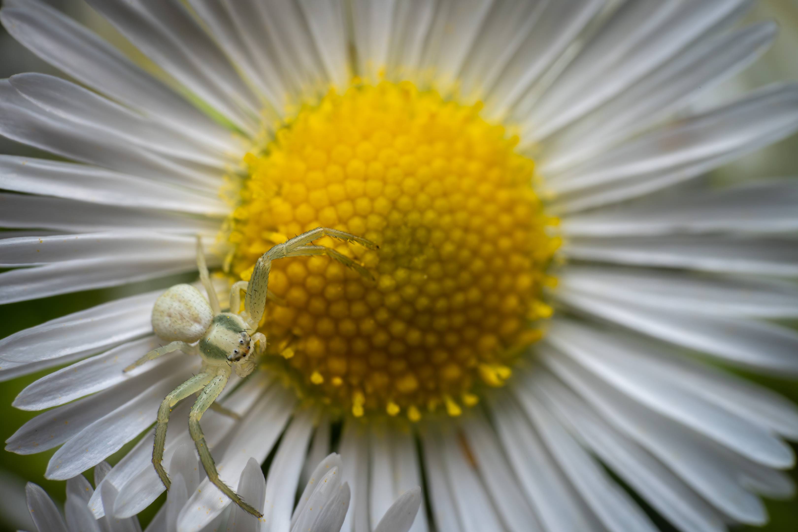 Goldenrod Crab Spider | Goldenrod Crab Spider