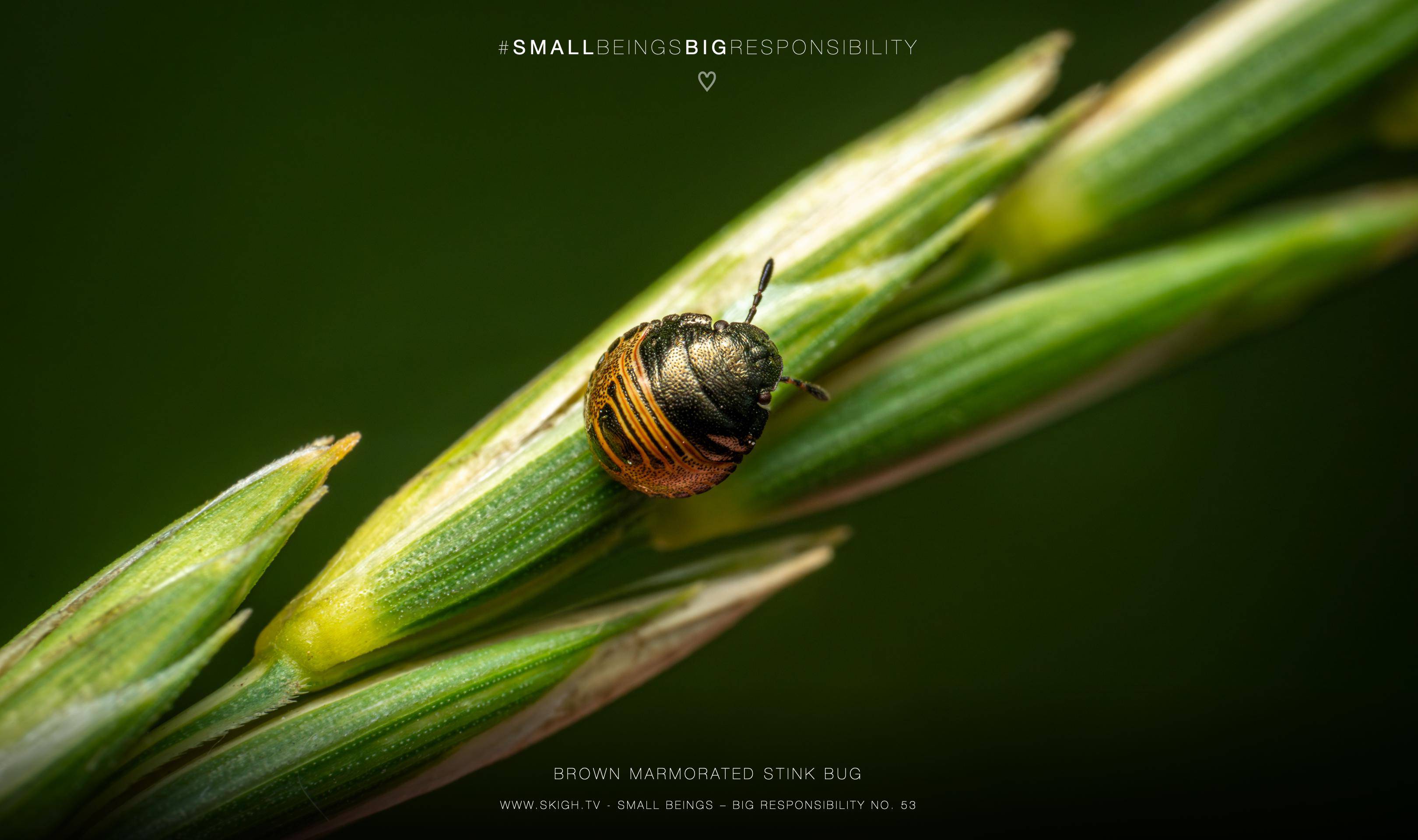 Brown marmorated stink bug | 1/250s * f16 * ISO 400 * 90mm - FE 90mm F2.8 Macro G OSS - Sony α7R V Brown marmorated stink bug