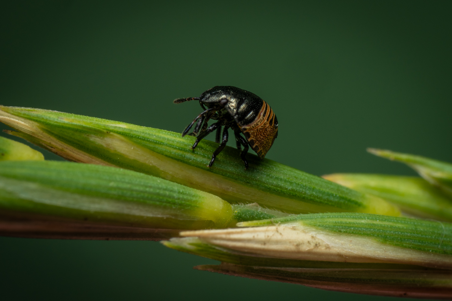 Brown marmorated stink bug | 1/250s * f16 * ISO 400 * 90mm - FE 90mm F2.8 Macro G OSS - Sony α7R V Brown marmorated stink bug