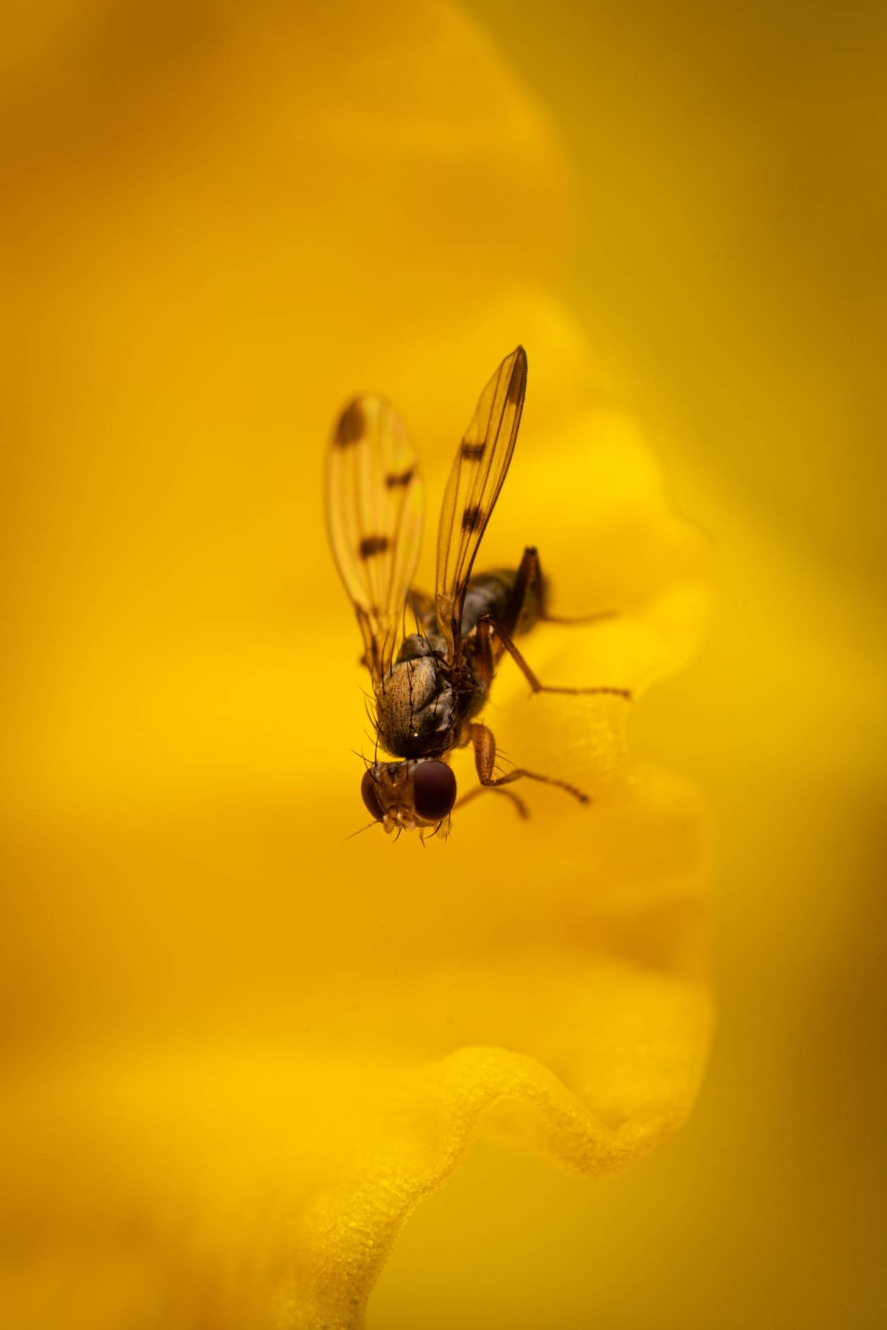 Grass Flies | Grass Flies