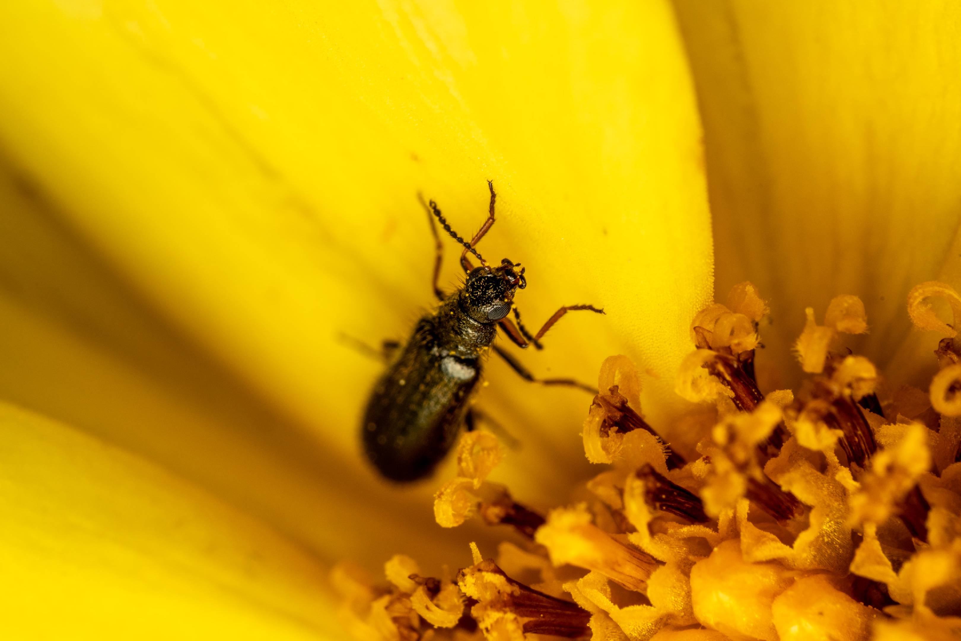 Dasytes aeratus | Dasytes aeratus