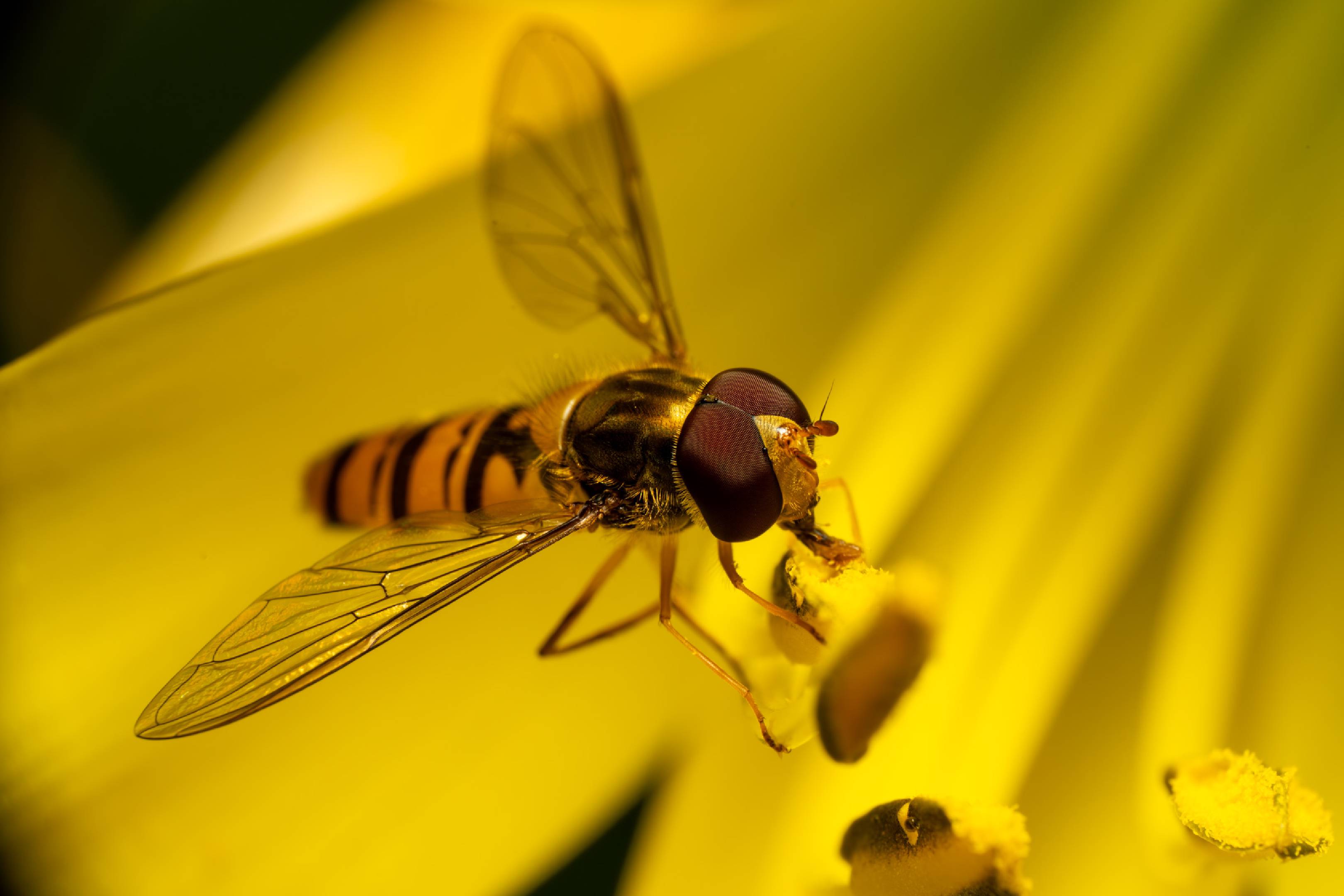 Marmalade Hover Fly | Marmalade Hover Fly