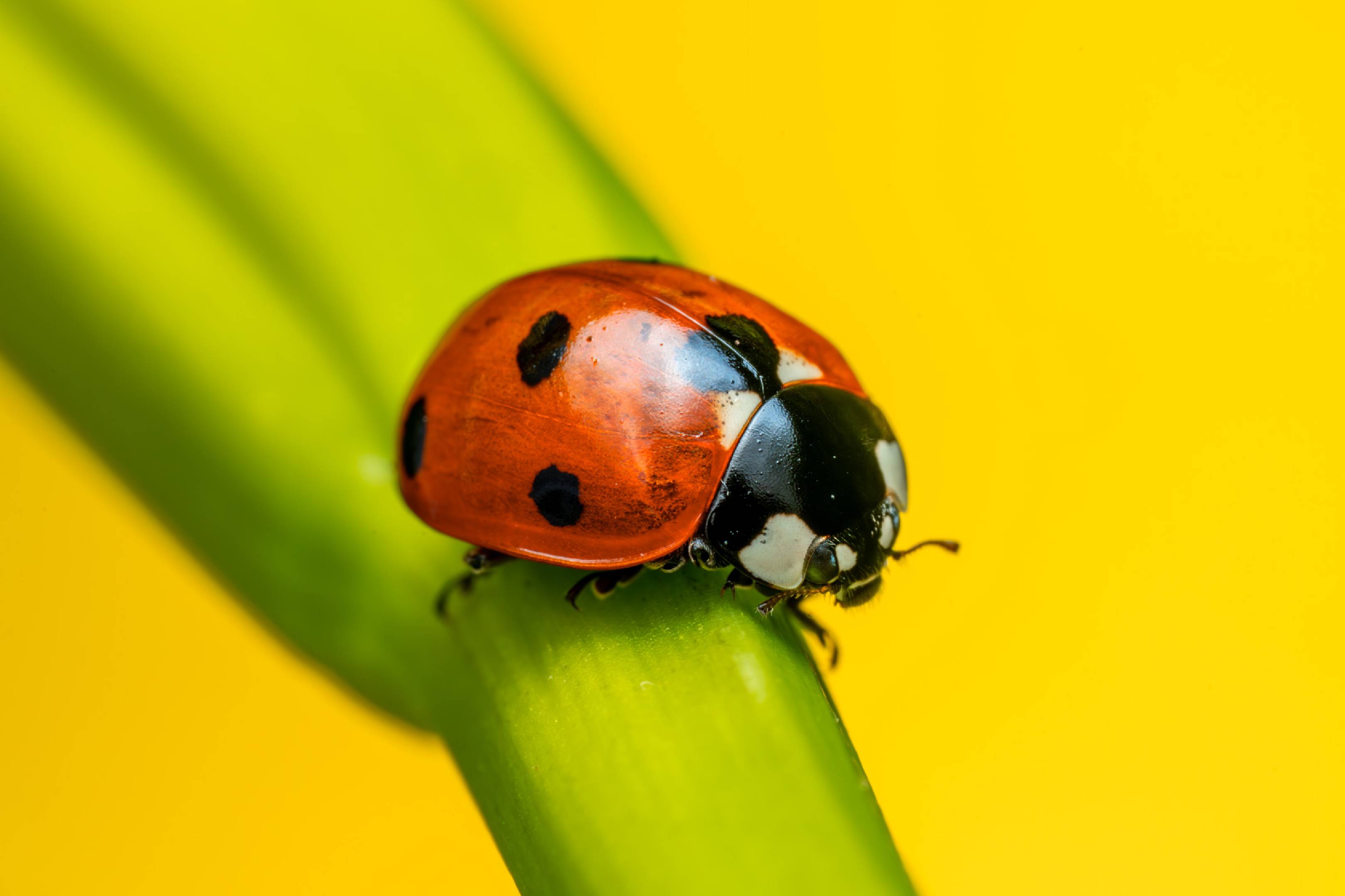 Seven-spotted Lady Beetle | Seven-spotted Lady Beetle