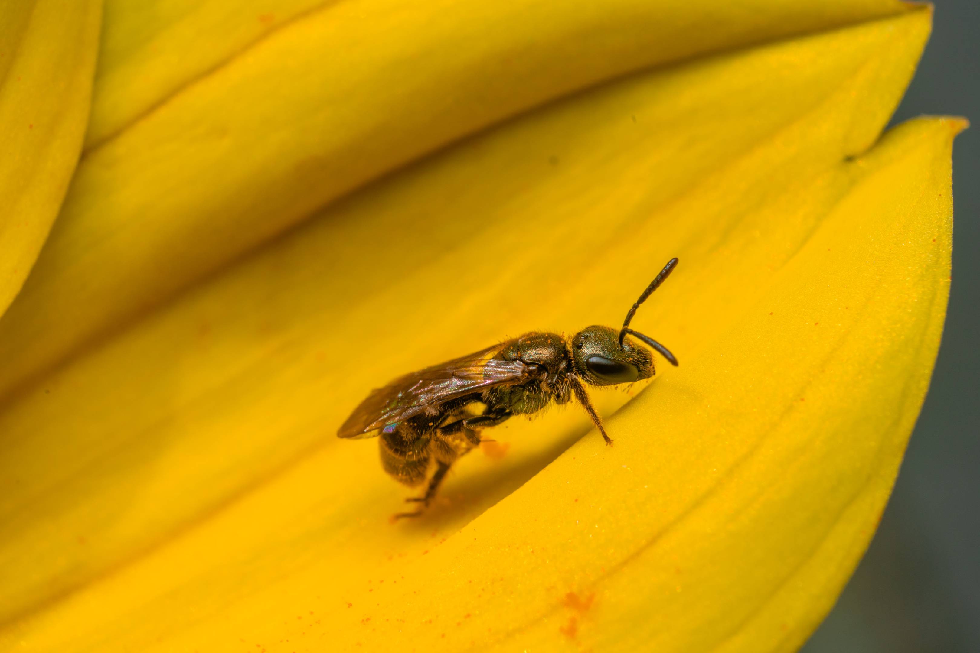 Sharp-collared Furrow Bee | Sharp-collared Furrow Bee