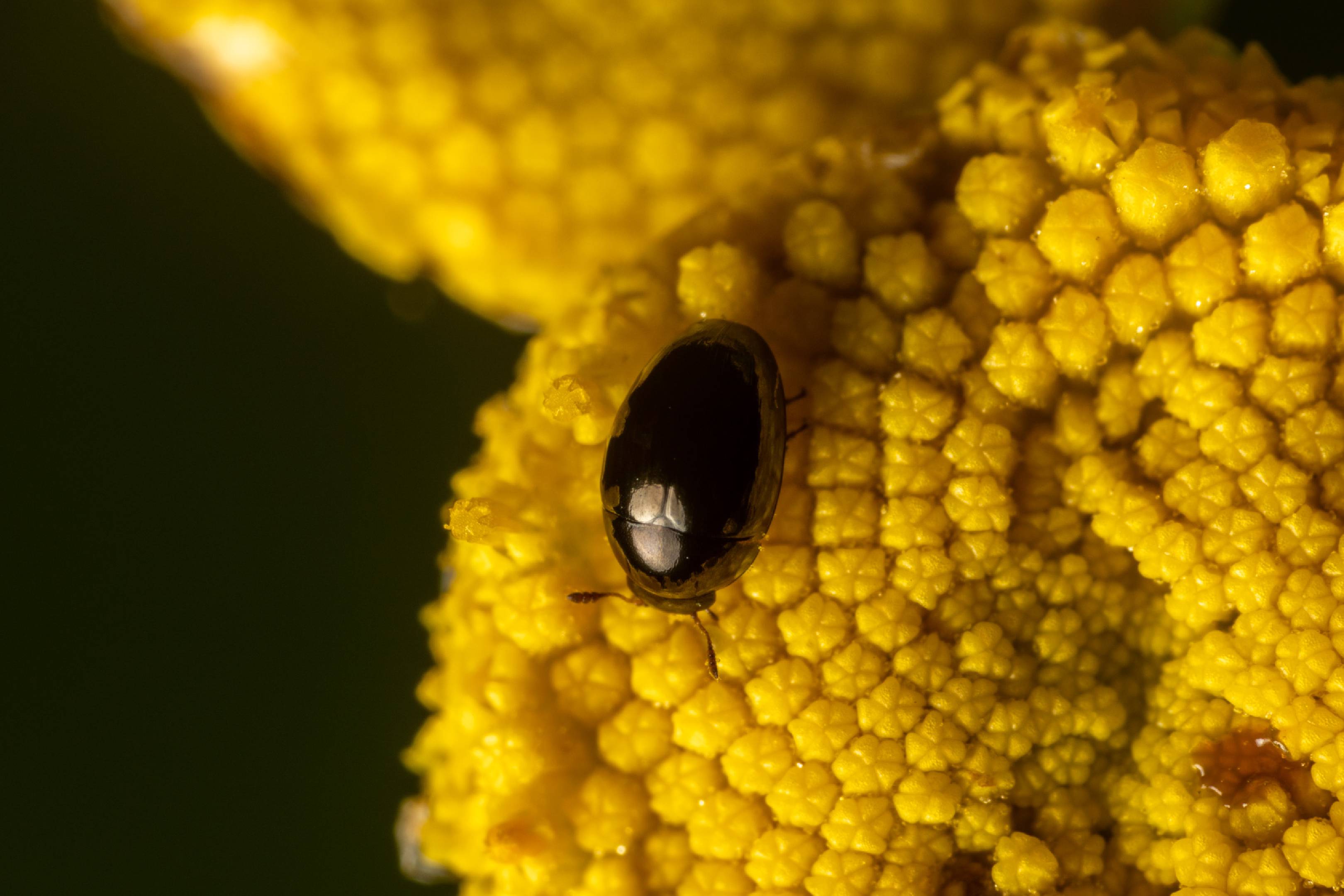 Common Pollen Beetle | Common Pollen Beetle