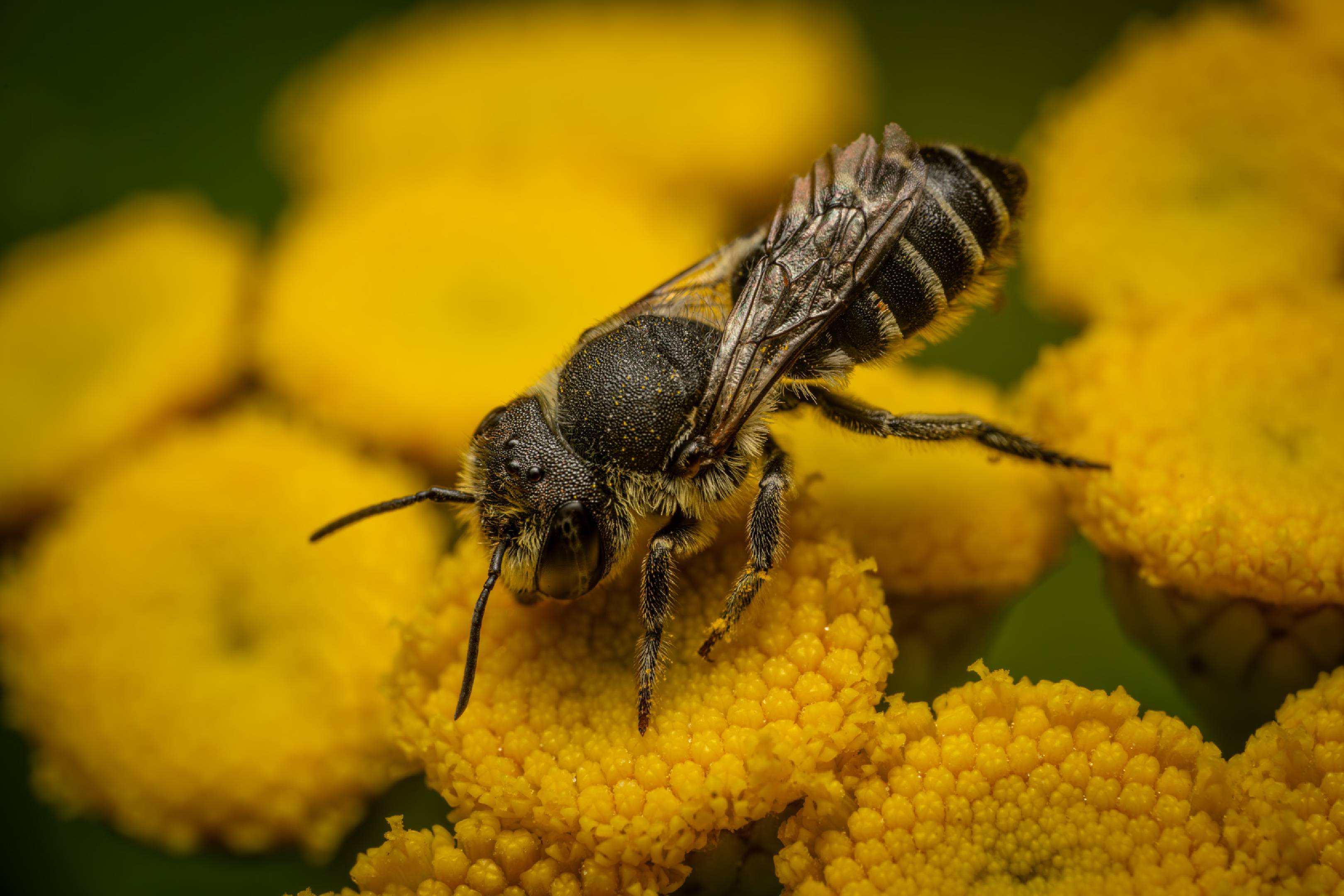 Alfalfa Leafcutter Bee | Alfalfa Leafcutter Bee