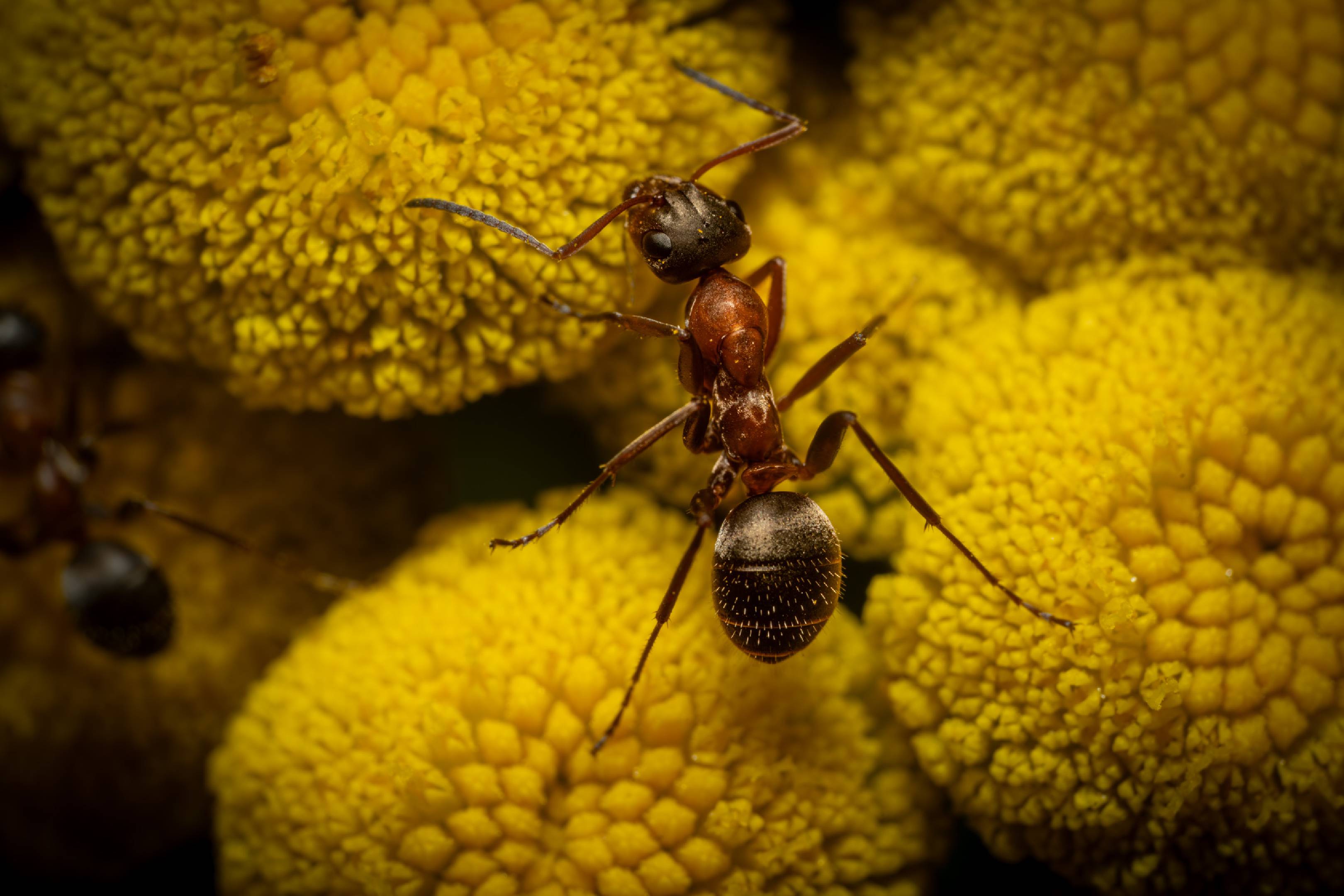 Red-barbed Ant | Red-barbed Ant