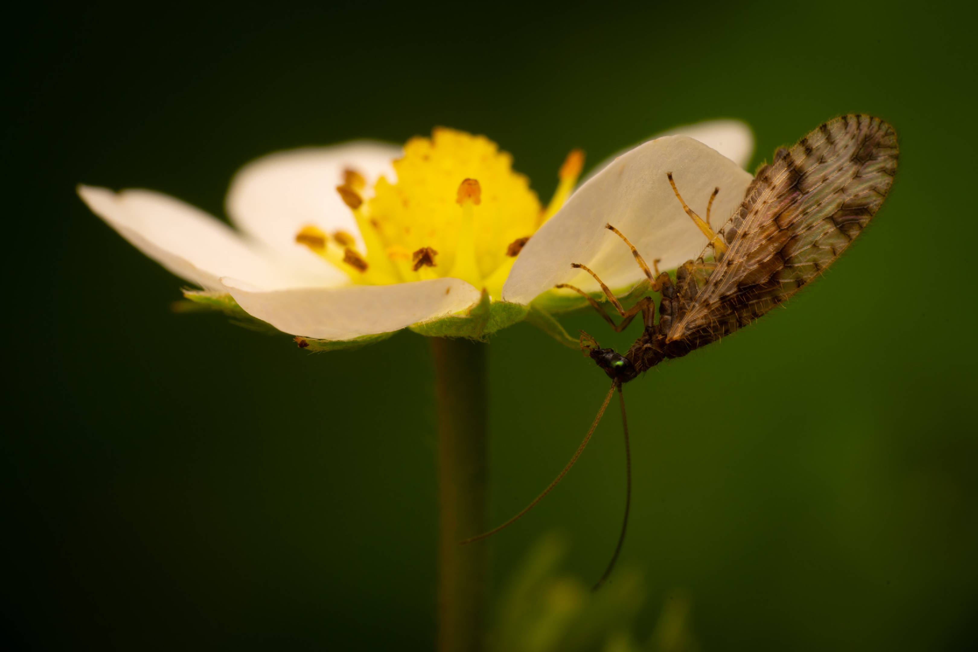 Variegated Brown Lacewing | Variegated Brown Lacewing