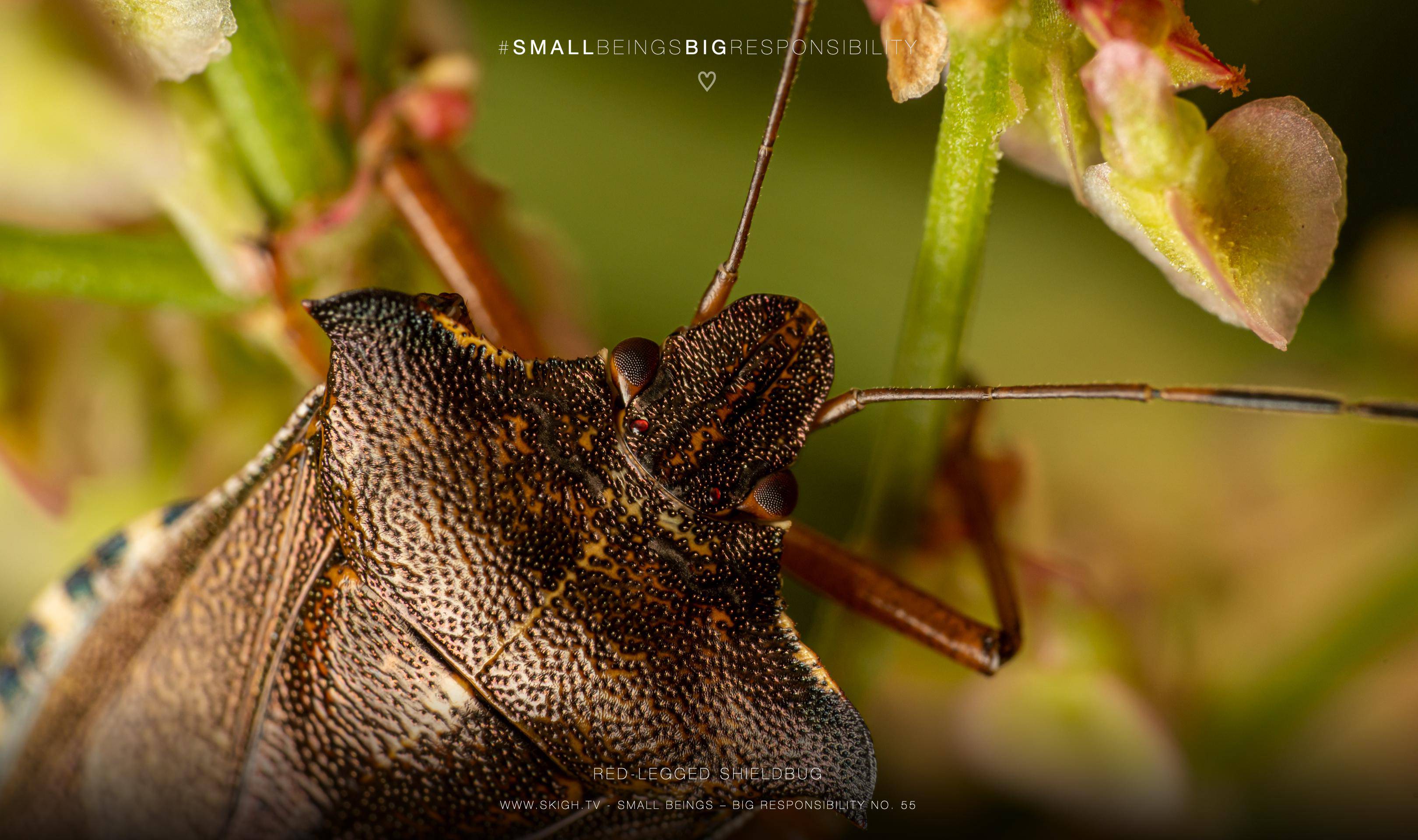 Red-legged shieldbug | 1/160s * f13 * ISO 400 * 90mm - FE 90mm F2.8 Macro G OSS - Sony α7R III Red-legged shieldbug