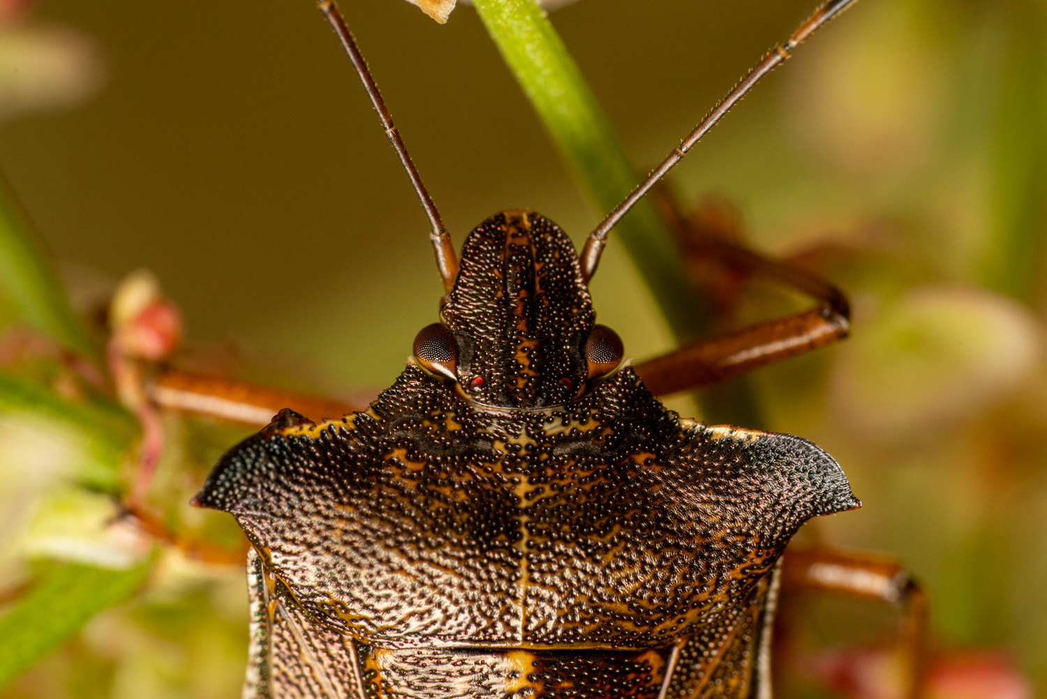 Red-legged shieldbug | 1/160s * f13 * ISO 400 * 90mm - FE 90mm F2.8 Macro G OSS - Sony α7R III Red-legged shieldbug