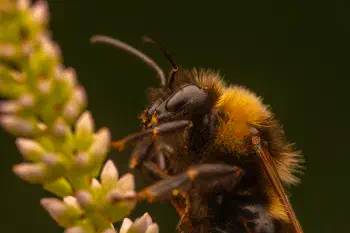 Garden Bumble Bee