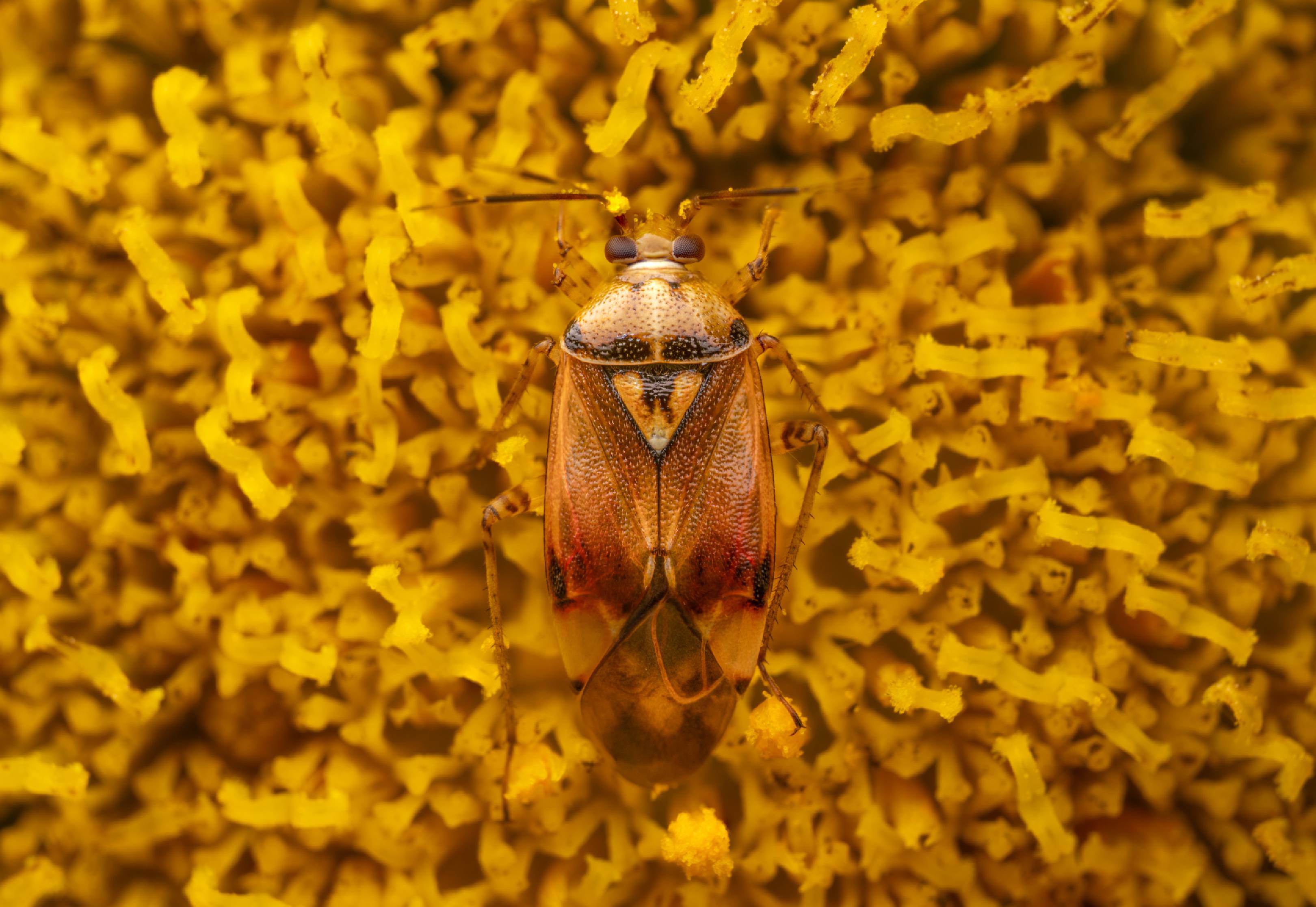 Lygus pratensis | Lygus pratensis