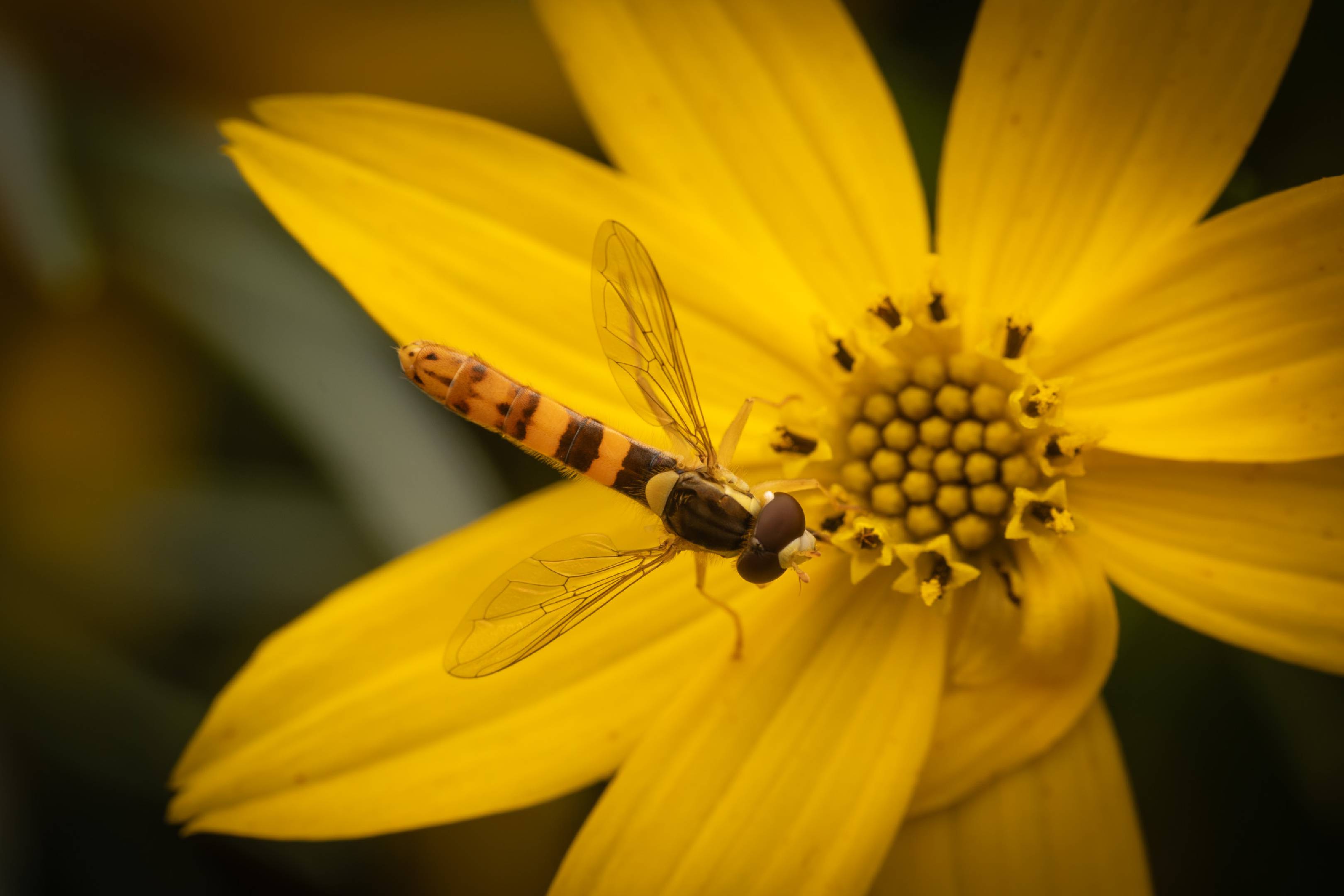 Common Globetail | Common Globetail