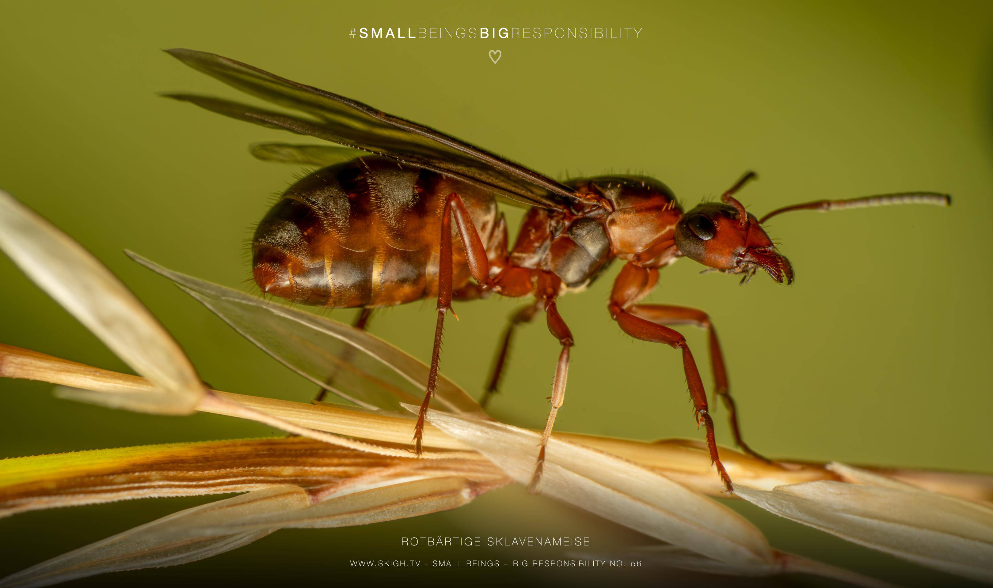 Rotbärtige Sklavenameise | 1/200s * f16 * ISO 400 * 90mm - FE 90mm F2.8 Macro G OSS - Sony α7R V Rotbärtige Sklavenameise