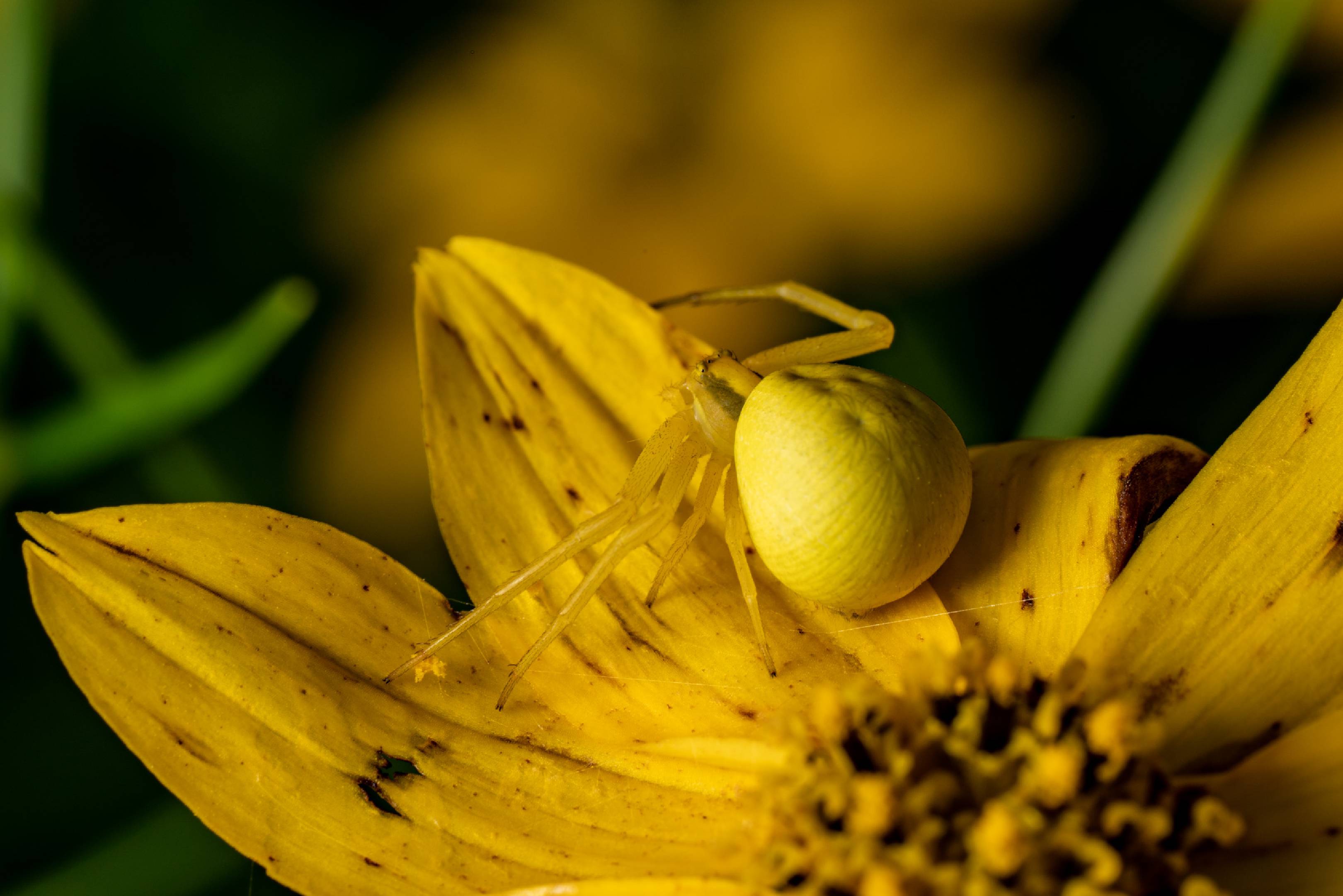 Goldenrod Crab Spider | Goldenrod Crab Spider