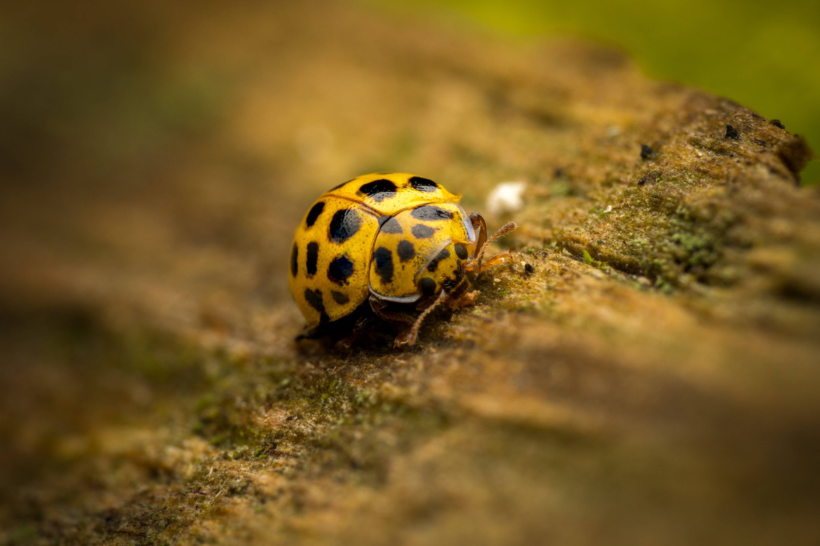 22-spot Ladybird