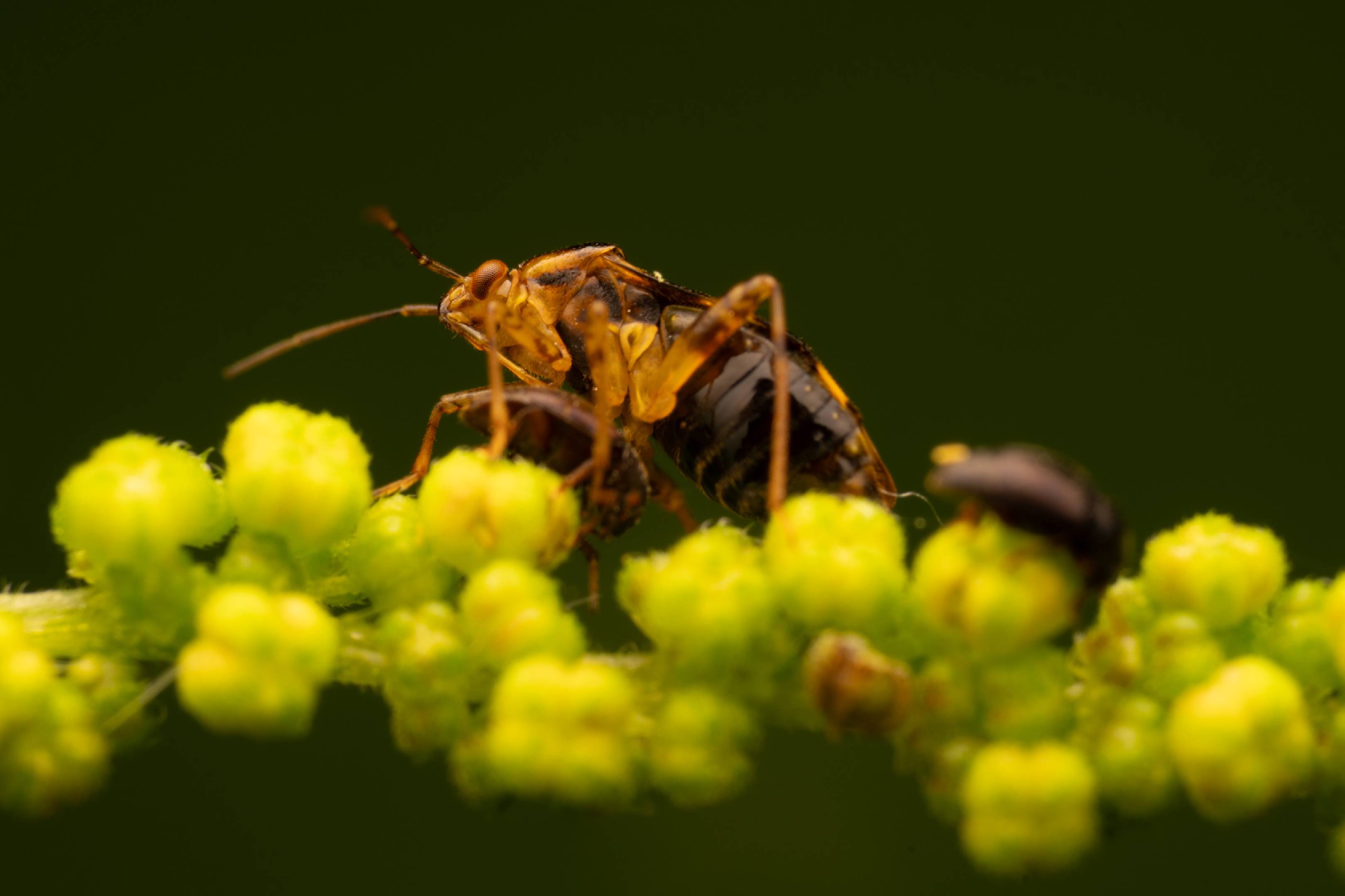 Three Spotted Nettle Bug | Three Spotted Nettle Bug