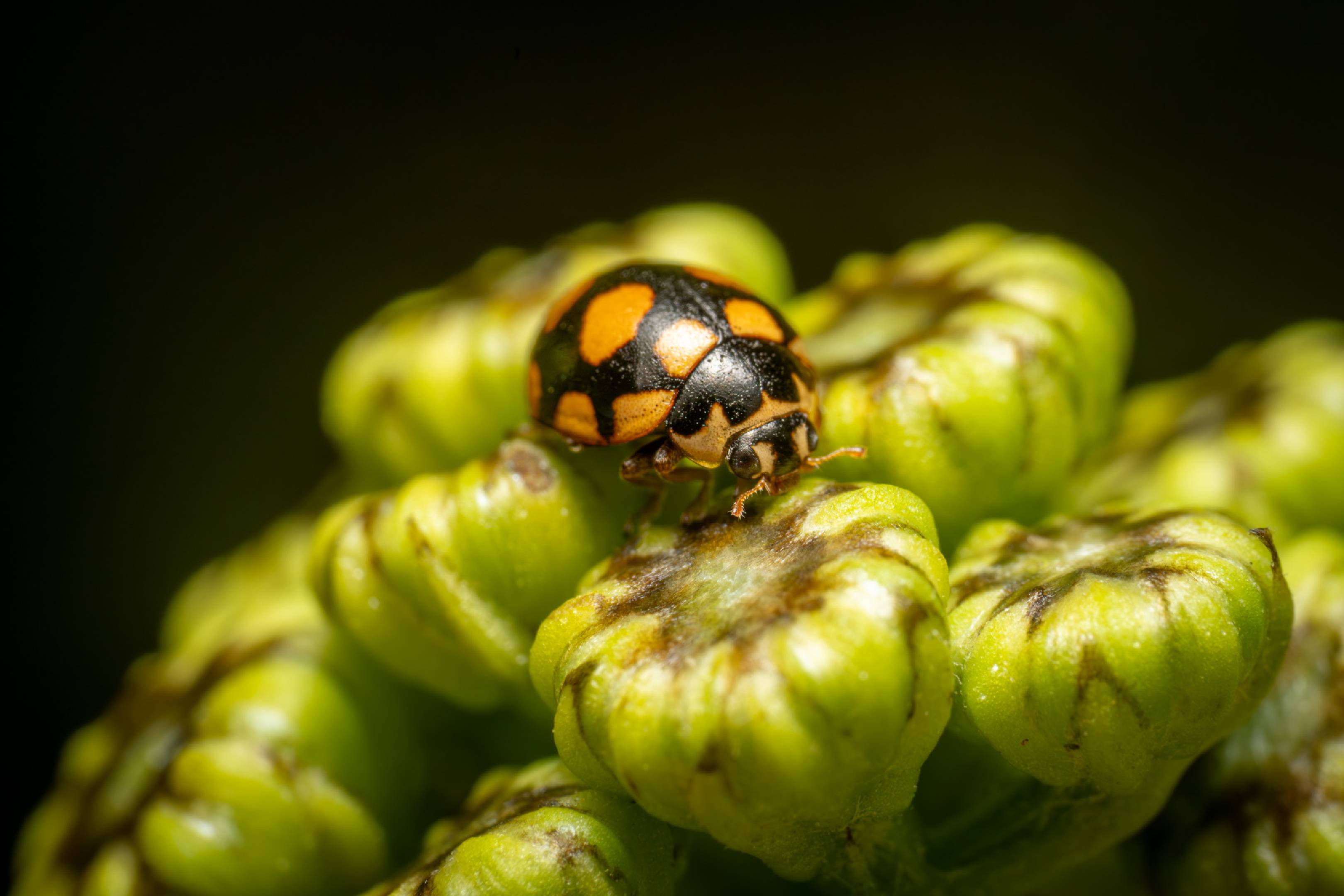 Coccinula quatuordecimpustulata