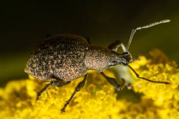 Black Vine Weevil