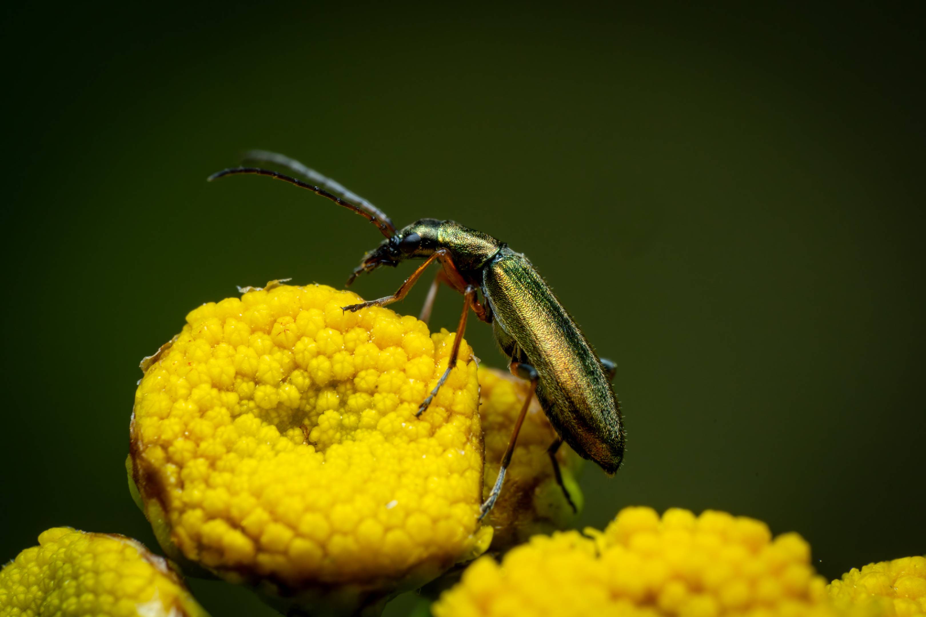 Oedemera virescens