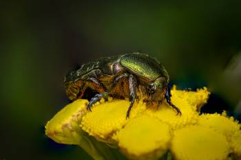 European Rose Chafer